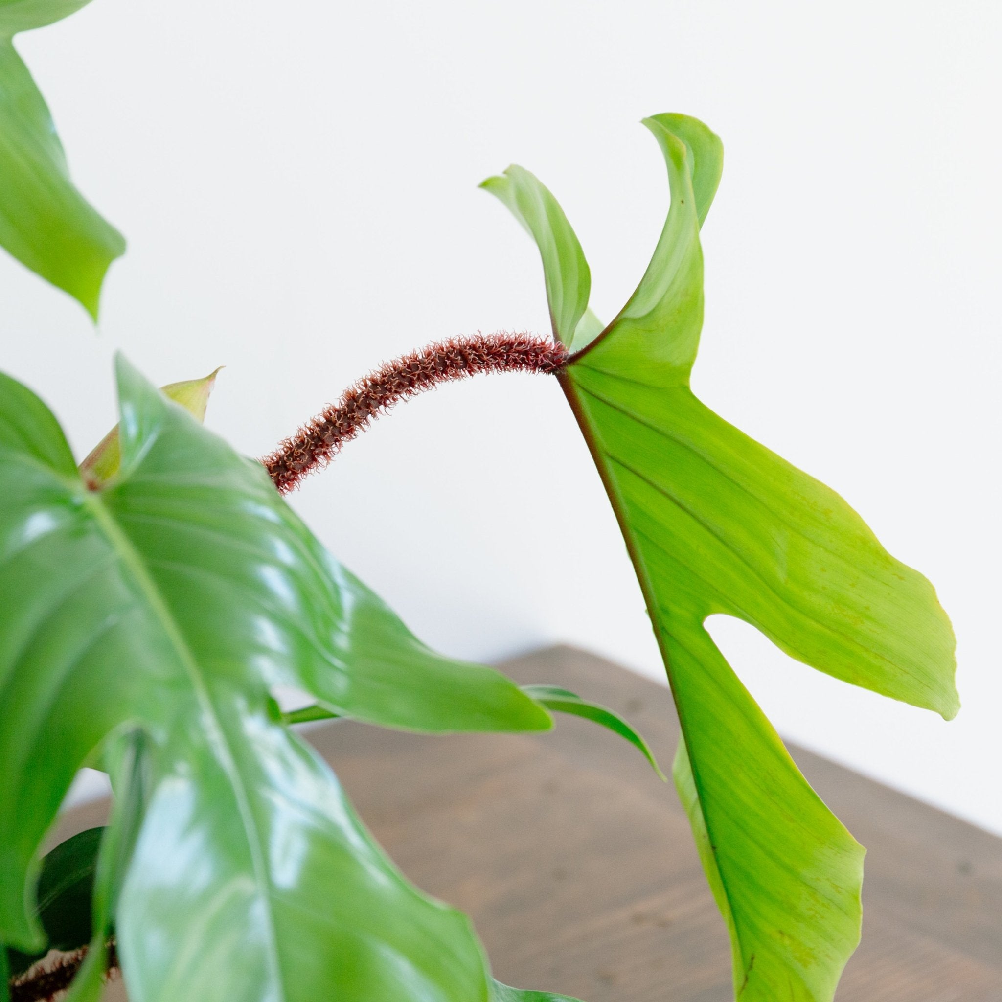 フィロデンドロン スクアミフェルム 7号をオーダーするならFlower&Plants tette │ 「手から手へ、想いを運ぶフラワーショップ」【板橋駅徒歩4分】【熟練フローリスト夫婦が運営】【最短2営業日で発送】【24時間365日注文OK】【ギフトは3300円〜】フラワーギフトを手から手へ、想いを込めたブーケやアレンジメントで大切な人に感謝と愛情を。シーンや用途に合わせて選びやすい豊富な種