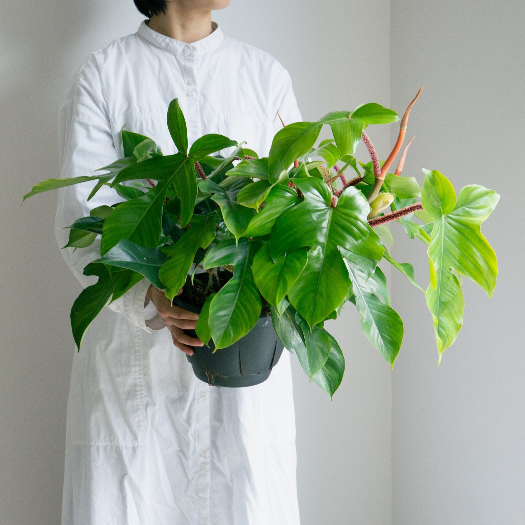 フィロデンドロン スクアミフェルム 7号をオーダーするならFlower&Plants tette │ 「手から手へ、想いを運ぶフラワーショップ」【板橋駅徒歩4分】【熟練フローリスト夫婦が運営】【最短2営業日で発送】【24時間365日注文OK】【ギフトは3300円〜】フラワーギフトを手から手へ、想いを込めたブーケやアレンジメントで大切な人に感謝と愛情を。シーンや用途に合わせて選びやすい豊富な種