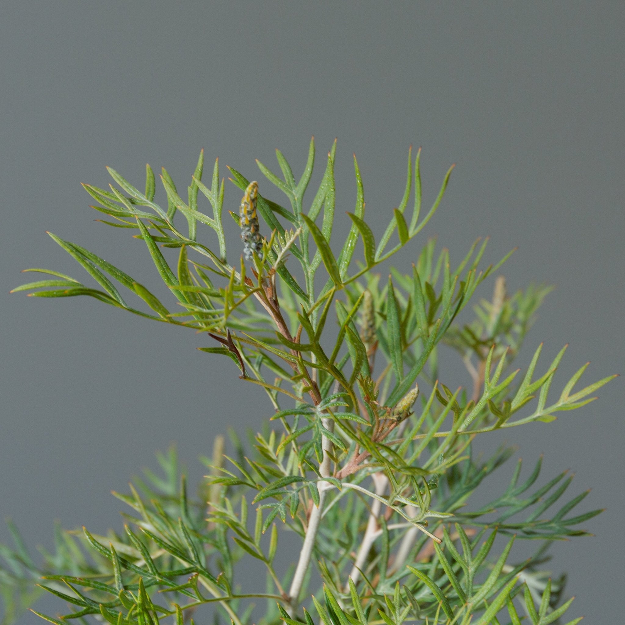 グレベリア ココナッツアイス 8号をオーダーするならFlower&Plants tette │ 「手から手へ、想いを運ぶフラワーショップ」【板橋駅徒歩4分】【熟練フローリスト夫婦が運営】【最短2営業日で発送】【24時間365日注文OK】【ギフトは3300円〜】フラワーギフトを手から手へ、想いを込めたブーケやアレンジメントで大切な人に感謝と愛情を。シーンや用途に合わせて選びやすい豊富な種