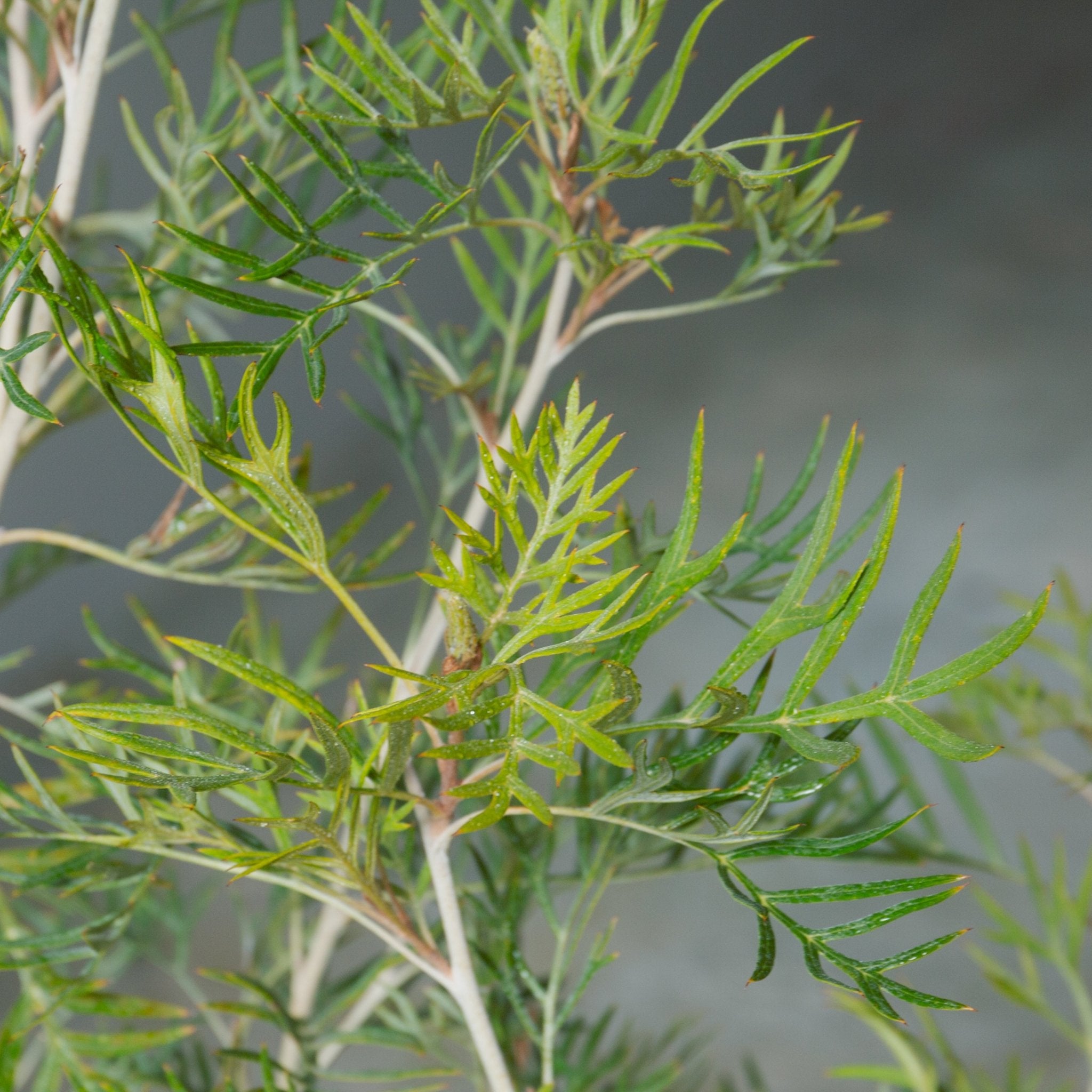 グレベリア ココナッツアイス 8号をオーダーするならFlower&Plants tette │ 「手から手へ、想いを運ぶフラワーショップ」【板橋駅徒歩4分】【熟練フローリスト夫婦が運営】【最短2営業日で発送】【24時間365日注文OK】【ギフトは3300円〜】フラワーギフトを手から手へ、想いを込めたブーケやアレンジメントで大切な人に感謝と愛情を。シーンや用途に合わせて選びやすい豊富な種