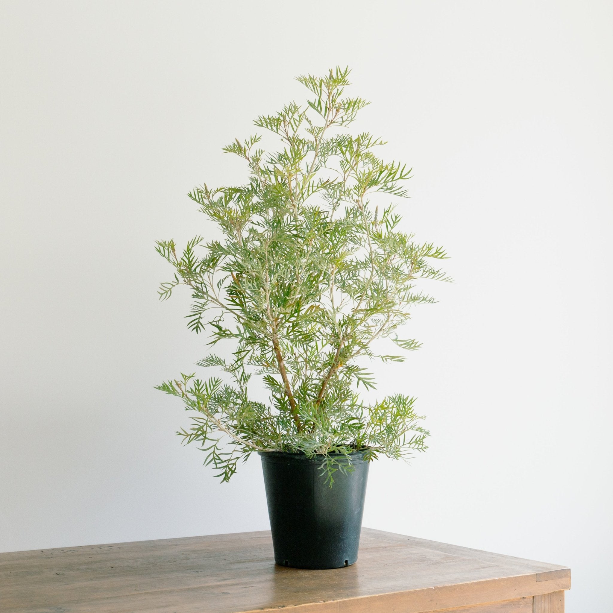 グレベリア ココナッツアイス 8号をオーダーするならFlower&Plants tette │ 「手から手へ、想いを運ぶフラワーショップ」【板橋駅徒歩4分】【熟練フローリスト夫婦が運営】【最短2営業日で発送】【24時間365日注文OK】【ギフトは3300円〜】フラワーギフトを手から手へ、想いを込めたブーケやアレンジメントで大切な人に感謝と愛情を。シーンや用途に合わせて選びやすい豊富な種