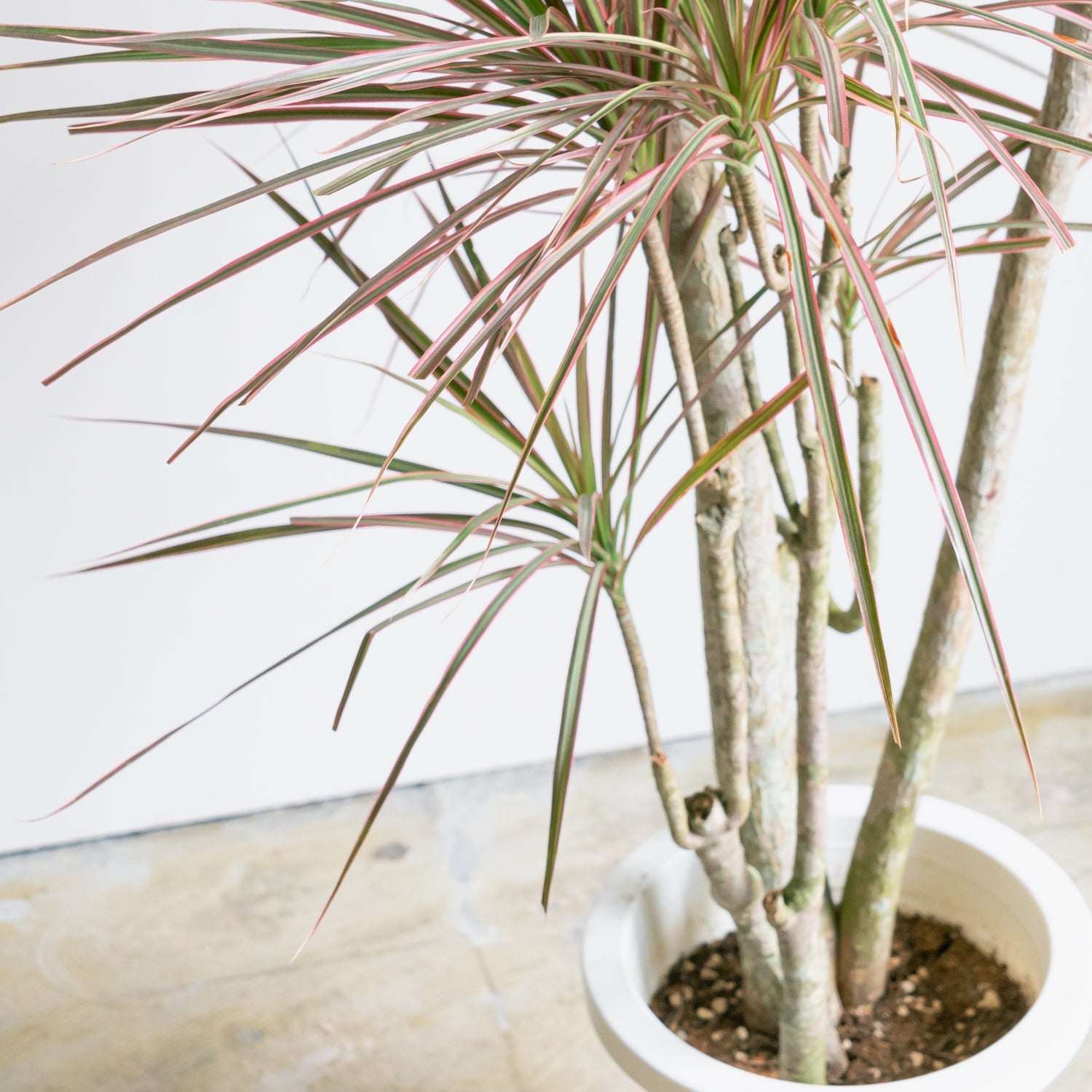 ドラセナコンシンネレインボー8号をオーダーするならFlower&Plants tette │ 「手から手へ、想いを運ぶフラワーショップ」【板橋駅徒歩4分】【熟練フローリスト夫婦が運営】【最短2営業日で発送】【24時間365日注文OK】【ギフトは3300円〜】フラワーギフトを手から手へ、想いを込めたブーケやアレンジメントで大切な人に感謝と愛情を。シーンや用途に合わせて選びやすい豊富な種