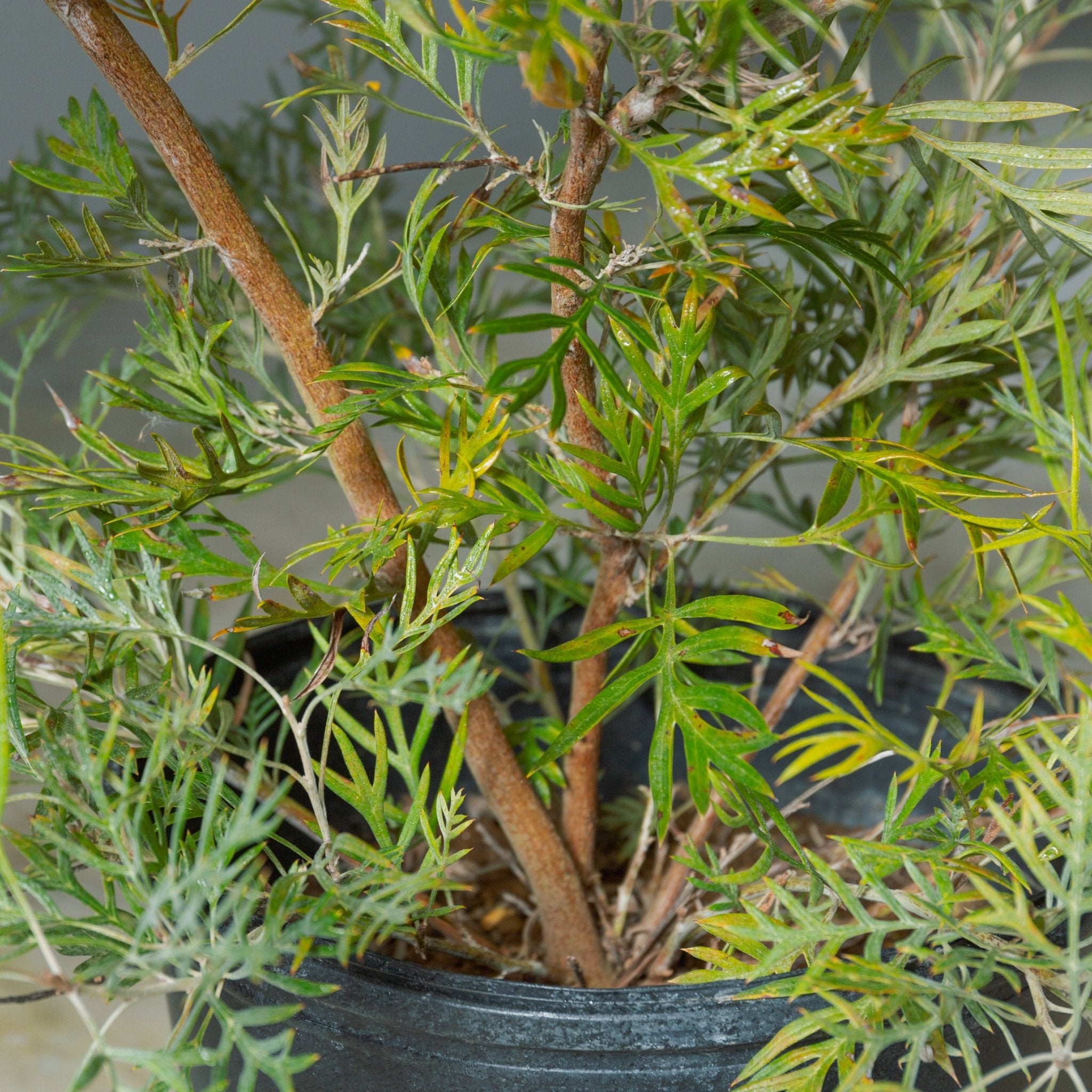 グレベリア ココナッツアイス 8号をオーダーするならFlower&Plants tette │ 「手から手へ、想いを運ぶフラワーショップ」【板橋駅徒歩4分】【熟練フローリスト夫婦が運営】【最短2営業日で発送】【24時間365日注文OK】【ギフトは3300円〜】フラワーギフトを手から手へ、想いを込めたブーケやアレンジメントで大切な人に感謝と愛情を。シーンや用途に合わせて選びやすい豊富な種