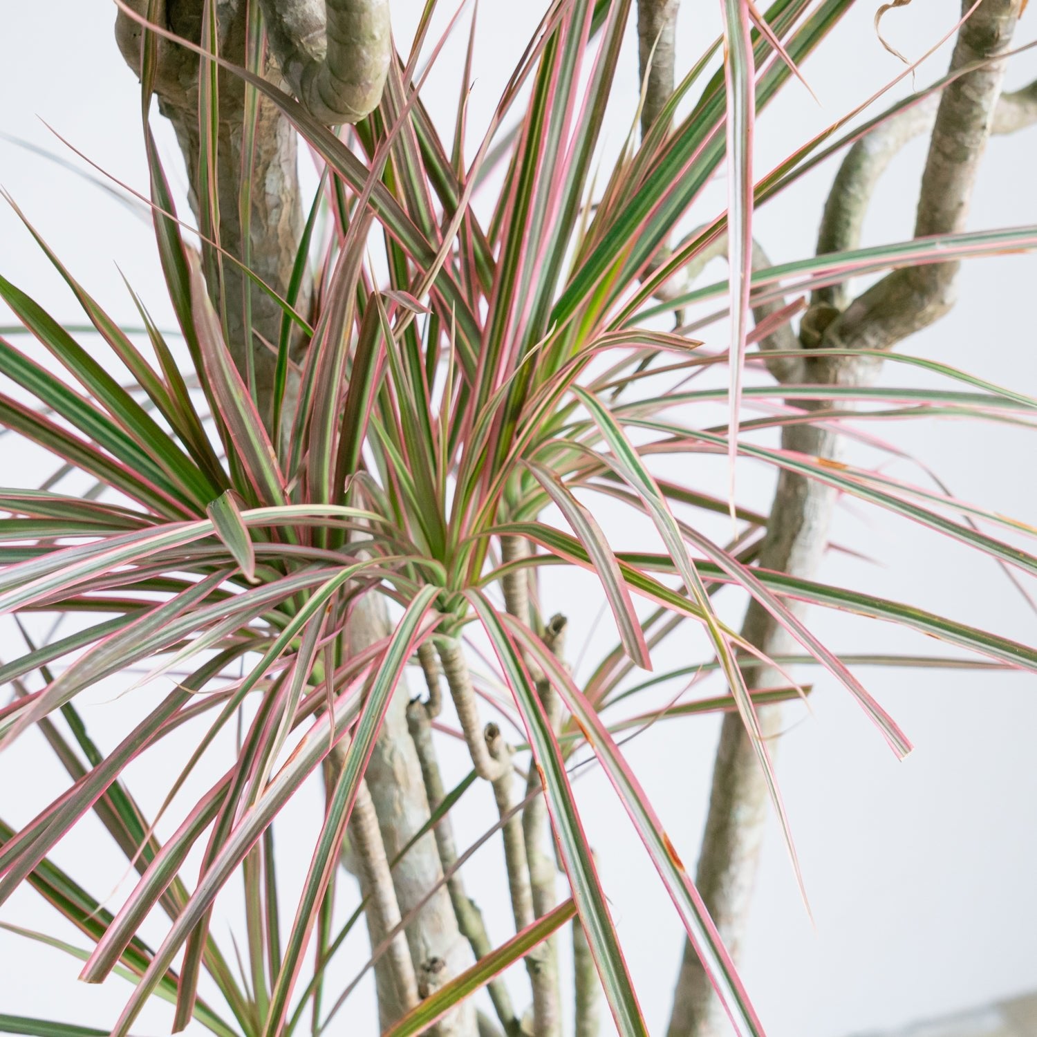 ドラセナコンシンネレインボー8号をオーダーするならFlower&Plants tette │ 「手から手へ、想いを運ぶフラワーショップ」【板橋駅徒歩4分】【熟練フローリスト夫婦が運営】【最短2営業日で発送】【24時間365日注文OK】【ギフトは3300円〜】フラワーギフトを手から手へ、想いを込めたブーケやアレンジメントで大切な人に感謝と愛情を。シーンや用途に合わせて選びやすい豊富な種