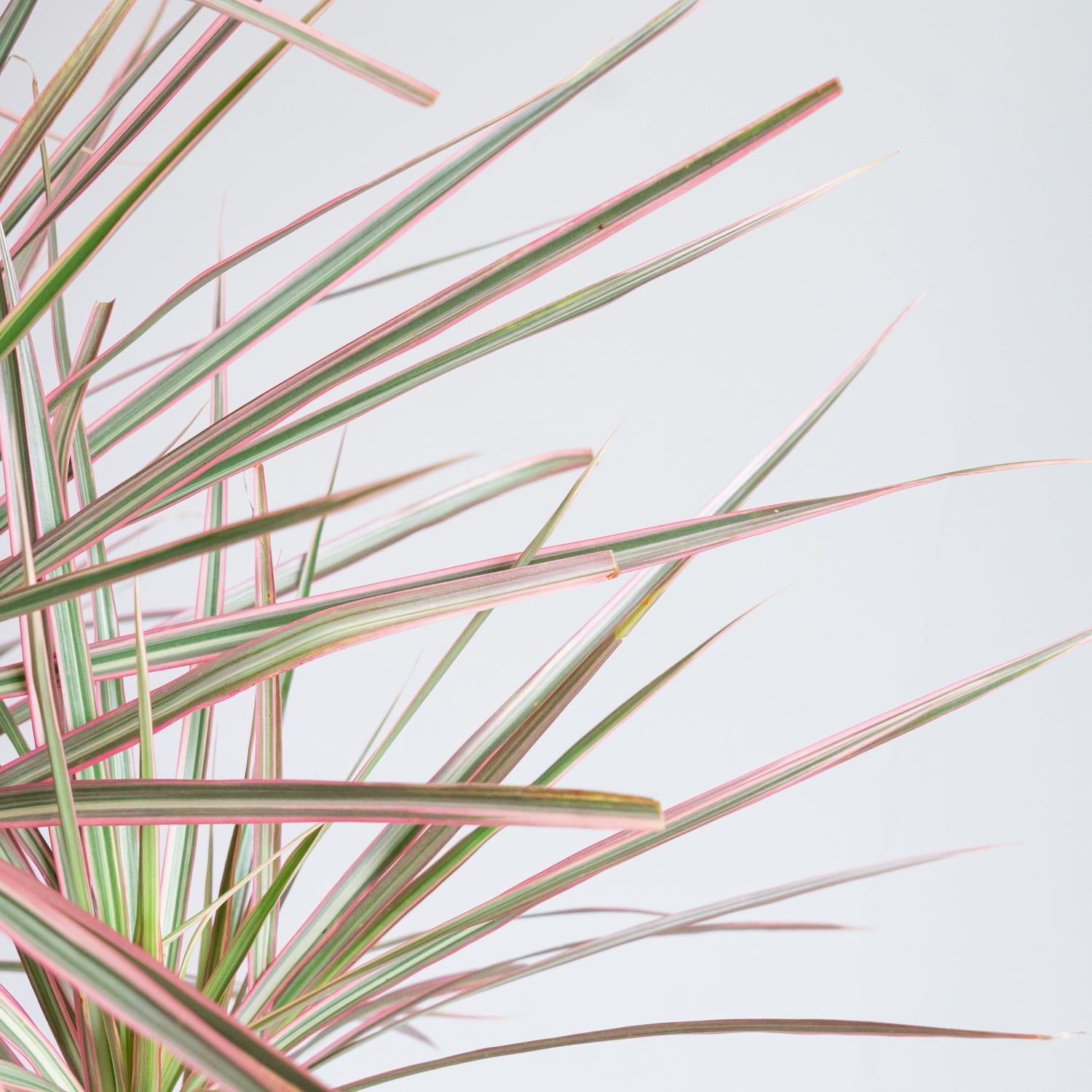 ドラセナコンシンネレインボー8号をオーダーするならFlower&Plants tette │ 「手から手へ、想いを運ぶフラワーショップ」【板橋駅徒歩4分】【熟練フローリスト夫婦が運営】【最短2営業日で発送】【24時間365日注文OK】【ギフトは3300円〜】フラワーギフトを手から手へ、想いを込めたブーケやアレンジメントで大切な人に感謝と愛情を。シーンや用途に合わせて選びやすい豊富な種