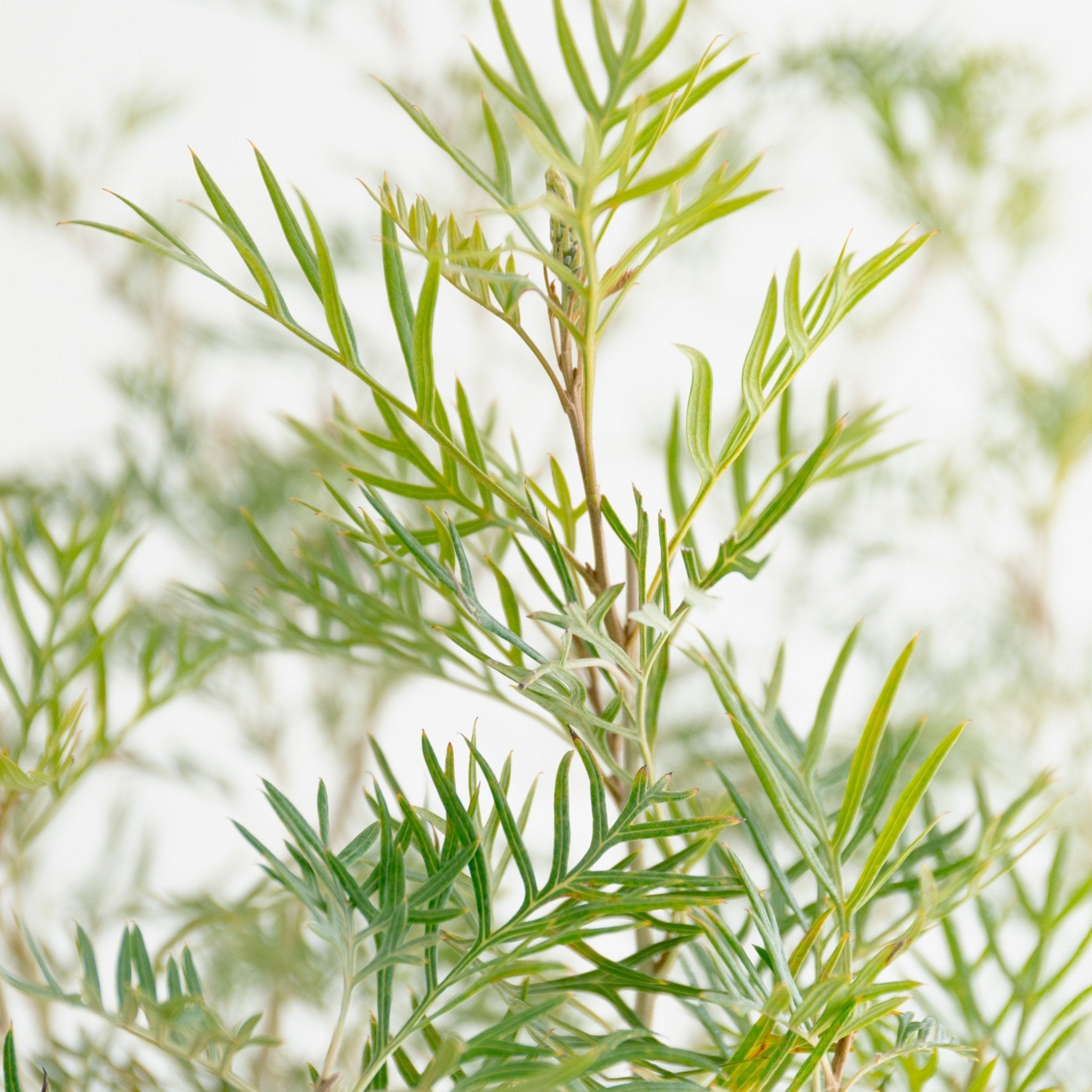 グレベリア ココナッツアイス 8号をオーダーするならFlower&Plants tette │ 「手から手へ、想いを運ぶフラワーショップ」【板橋駅徒歩4分】【熟練フローリスト夫婦が運営】【最短2営業日で発送】【24時間365日注文OK】【ギフトは3300円〜】フラワーギフトを手から手へ、想いを込めたブーケやアレンジメントで大切な人に感謝と愛情を。シーンや用途に合わせて選びやすい豊富な種