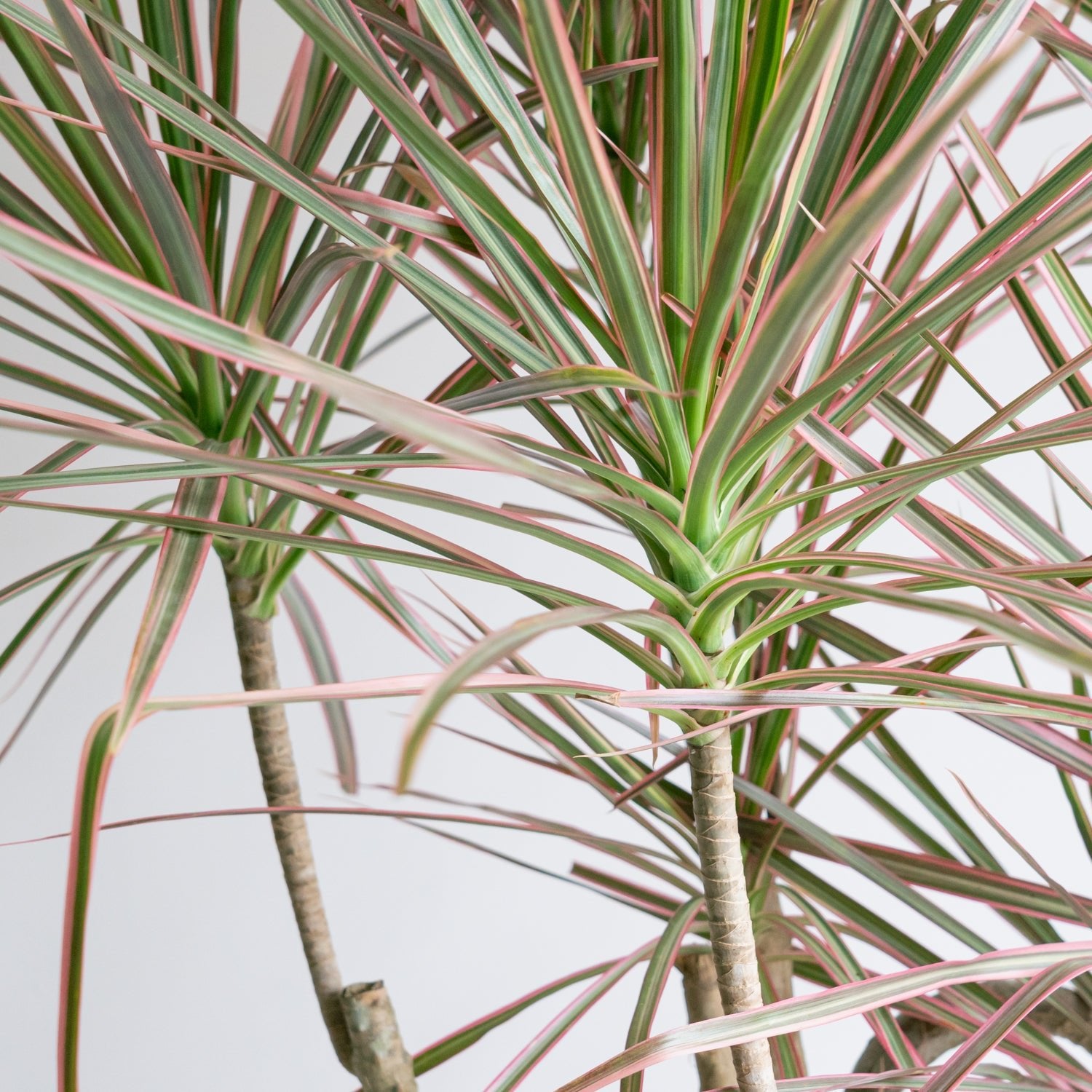 ドラセナコンシンネレインボー8号をオーダーするならFlower&Plants tette │ 「手から手へ、想いを運ぶフラワーショップ」【板橋駅徒歩4分】【熟練フローリスト夫婦が運営】【最短2営業日で発送】【24時間365日注文OK】【ギフトは3300円〜】フラワーギフトを手から手へ、想いを込めたブーケやアレンジメントで大切な人に感謝と愛情を。シーンや用途に合わせて選びやすい豊富な種