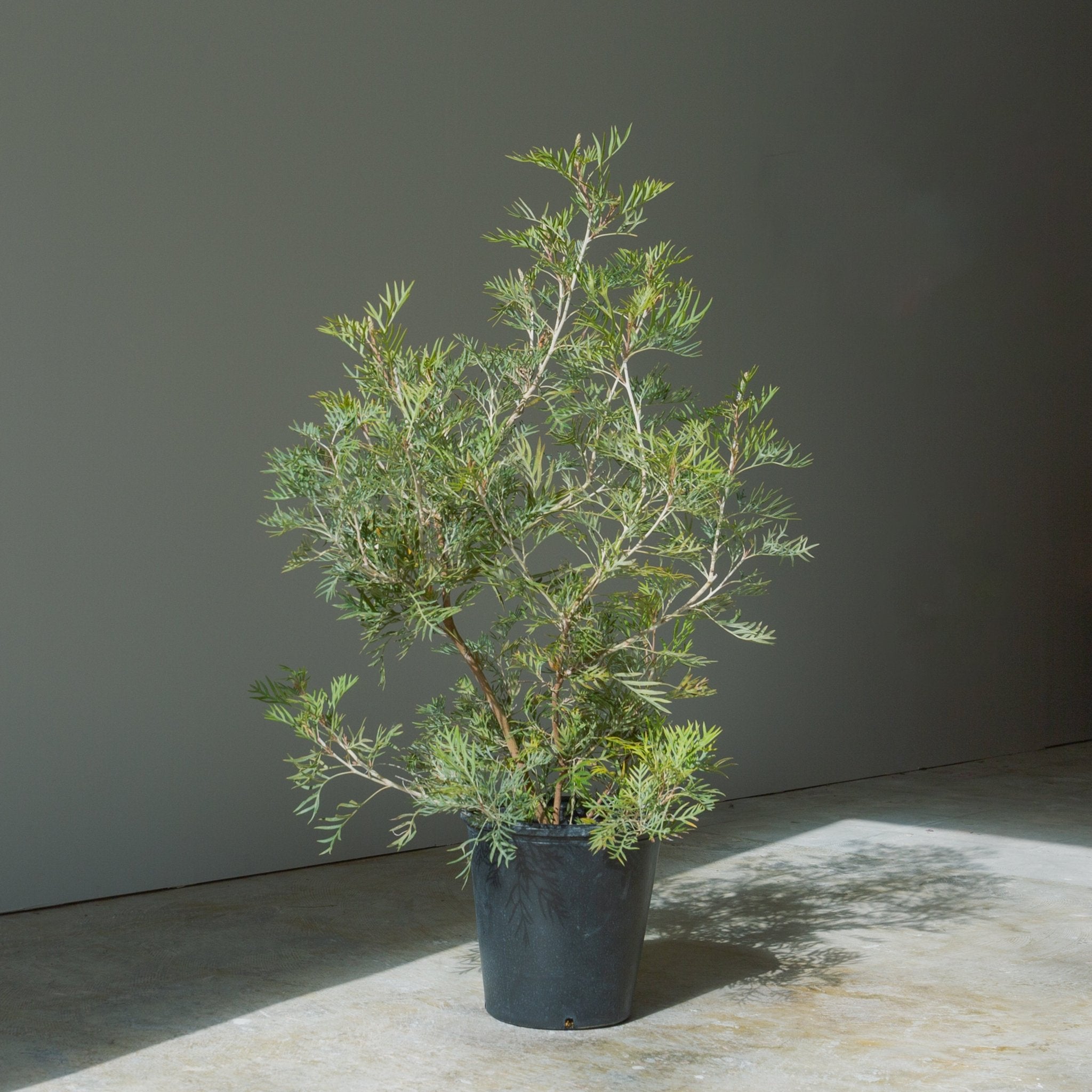 グレベリア ココナッツアイス 8号をオーダーするならFlower&Plants tette │ 「手から手へ、想いを運ぶフラワーショップ」【板橋駅徒歩4分】【熟練フローリスト夫婦が運営】【最短2営業日で発送】【24時間365日注文OK】【ギフトは3300円〜】フラワーギフトを手から手へ、想いを込めたブーケやアレンジメントで大切な人に感謝と愛情を。シーンや用途に合わせて選びやすい豊富な種