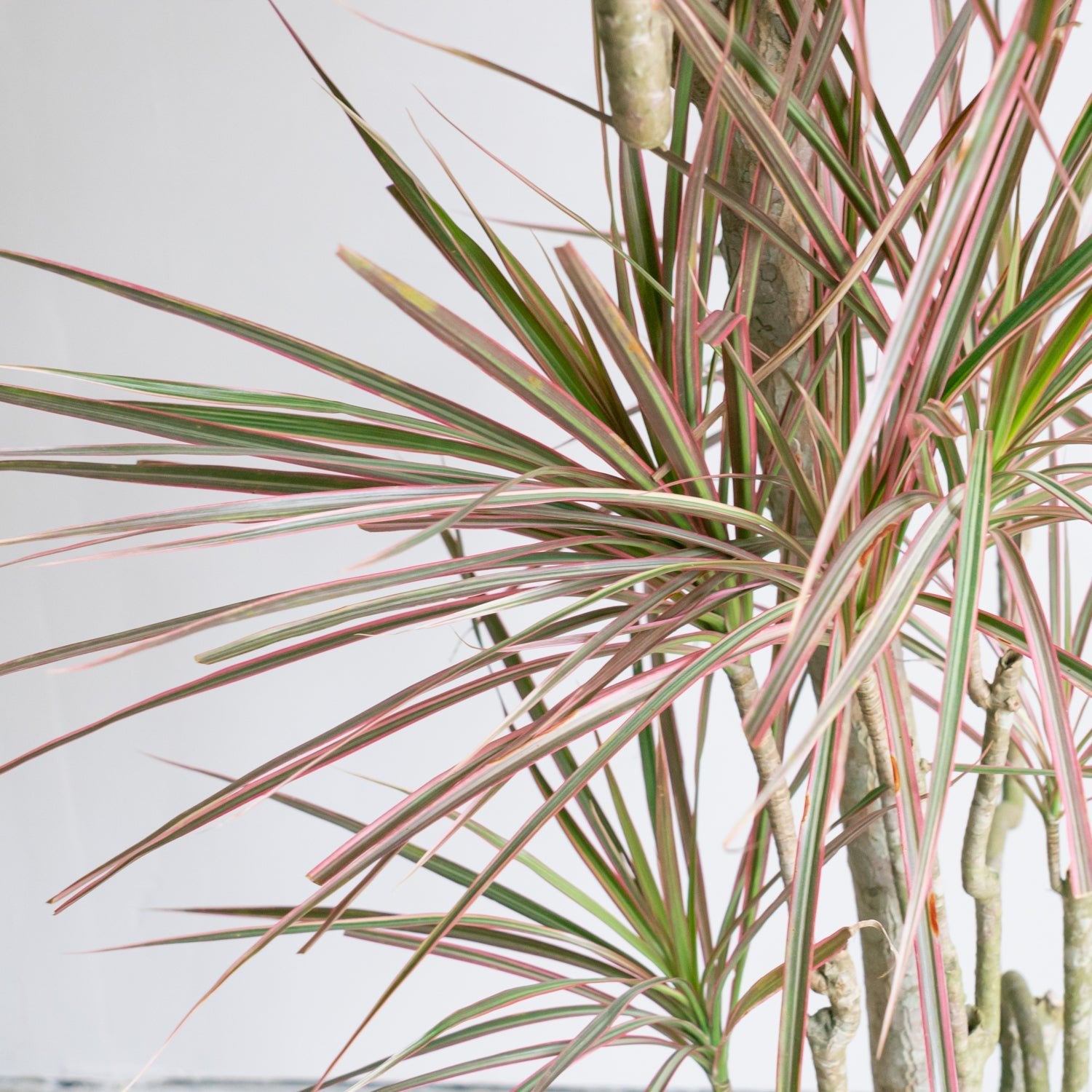 ドラセナコンシンネレインボー8号をオーダーするならFlower&Plants tette │ 「手から手へ、想いを運ぶフラワーショップ」【板橋駅徒歩4分】【熟練フローリスト夫婦が運営】【最短2営業日で発送】【24時間365日注文OK】【ギフトは3300円〜】フラワーギフトを手から手へ、想いを込めたブーケやアレンジメントで大切な人に感謝と愛情を。シーンや用途に合わせて選びやすい豊富な種