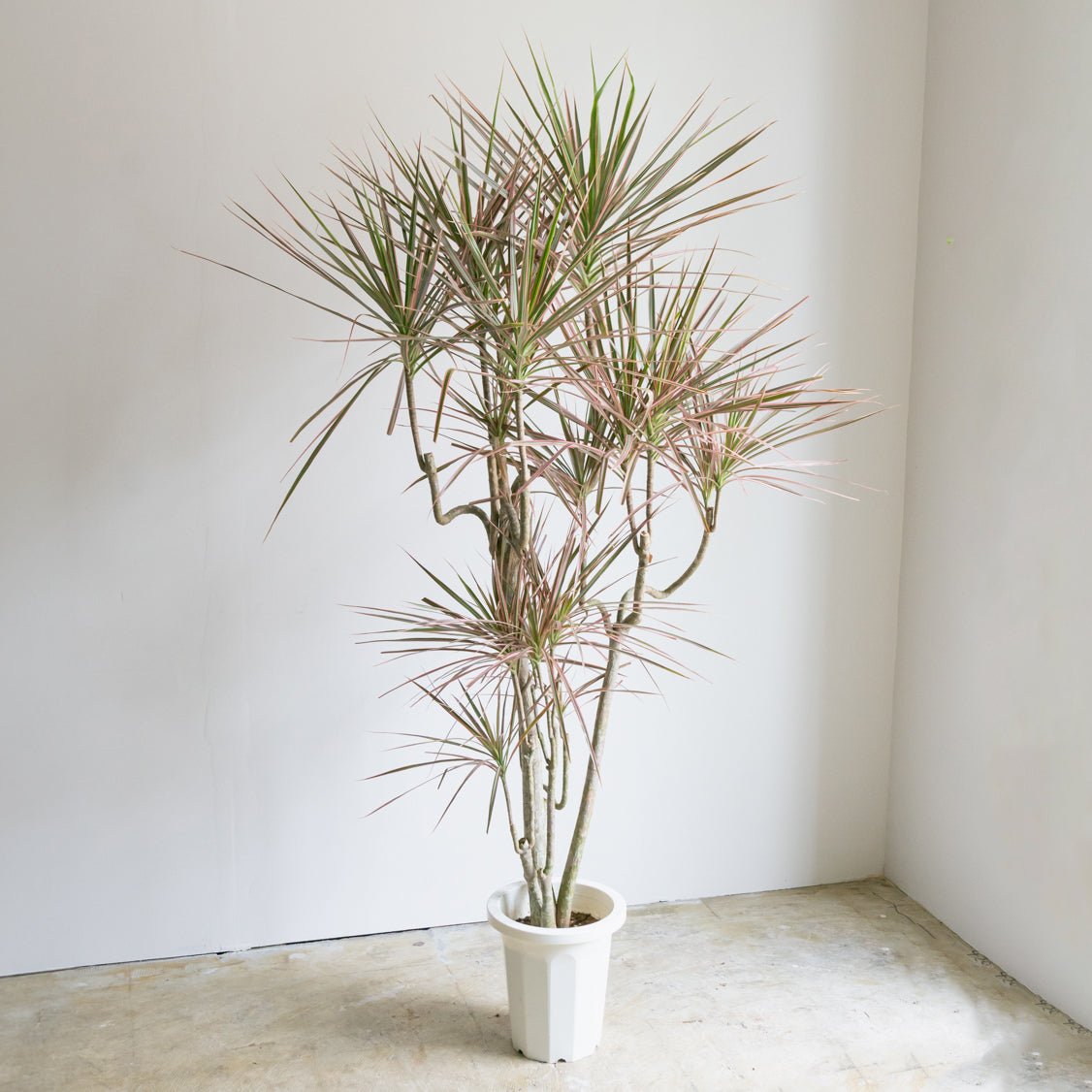 ドラセナコンシンネレインボー8号をオーダーするならFlower&Plants tette │ 「手から手へ、想いを運ぶフラワーショップ」【板橋駅徒歩4分】【熟練フローリスト夫婦が運営】【最短2営業日で発送】【24時間365日注文OK】【ギフトは3300円〜】フラワーギフトを手から手へ、想いを込めたブーケやアレンジメントで大切な人に感謝と愛情を。シーンや用途に合わせて選びやすい豊富な種