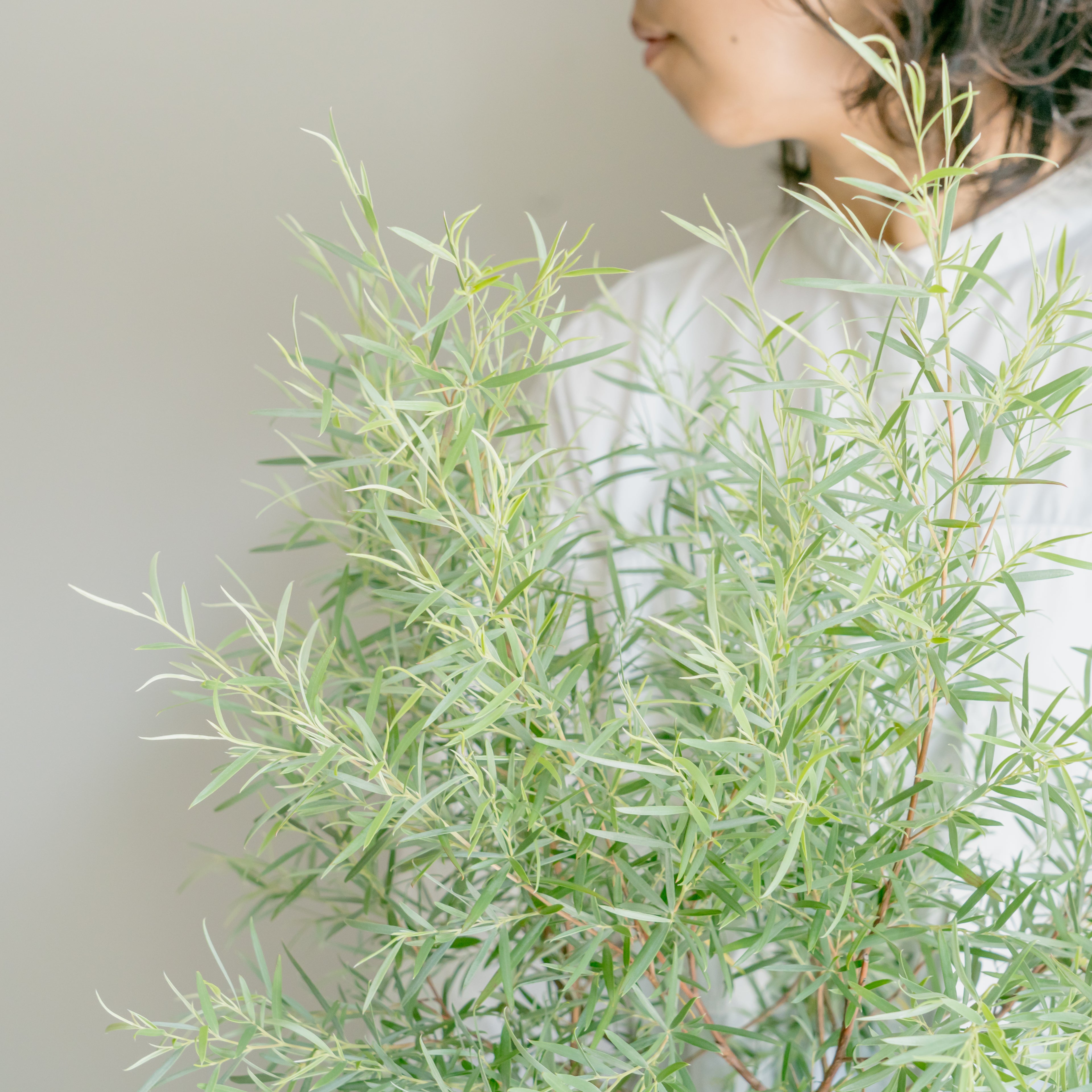 シルバーティーツリー