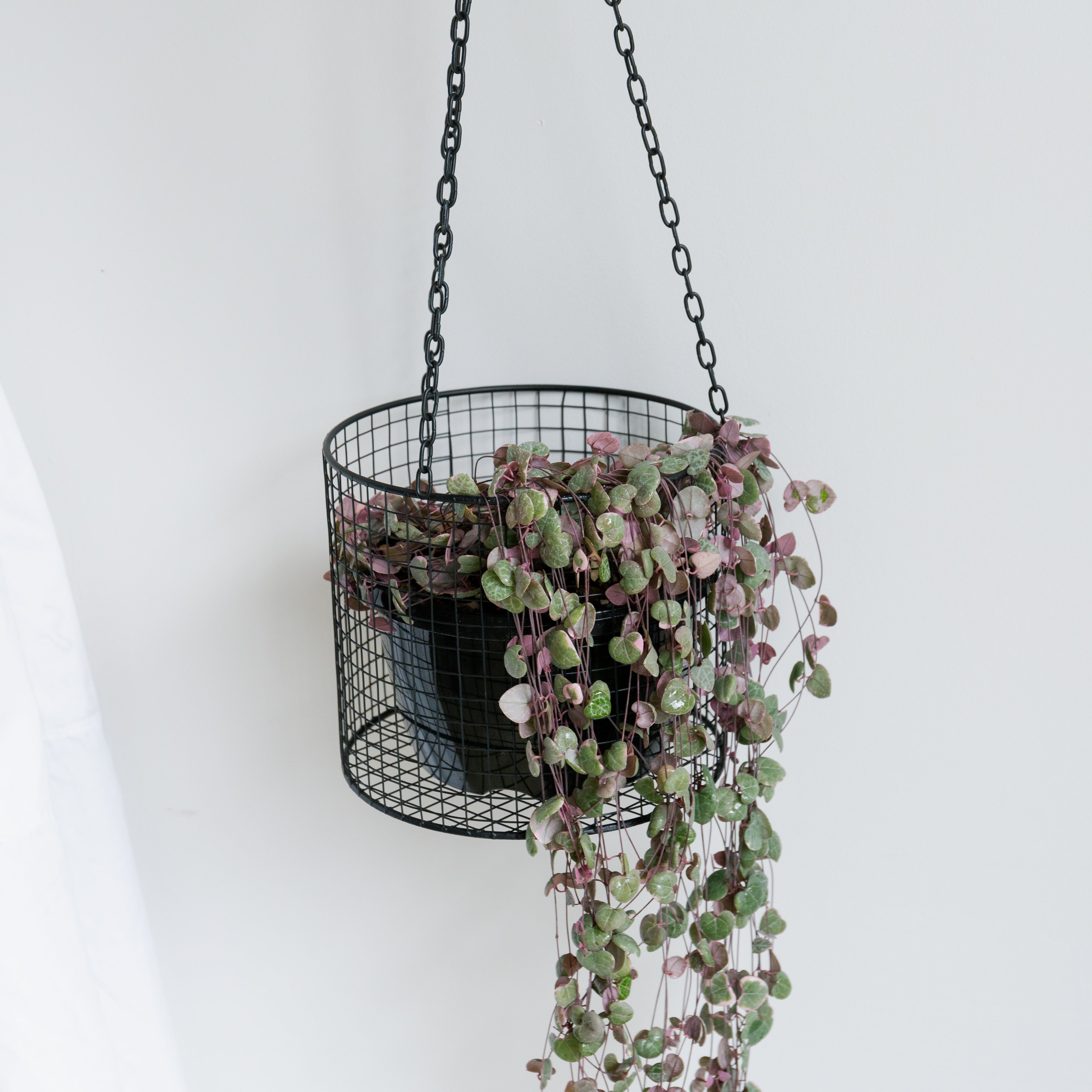 ハンキングワイヤーバスケット