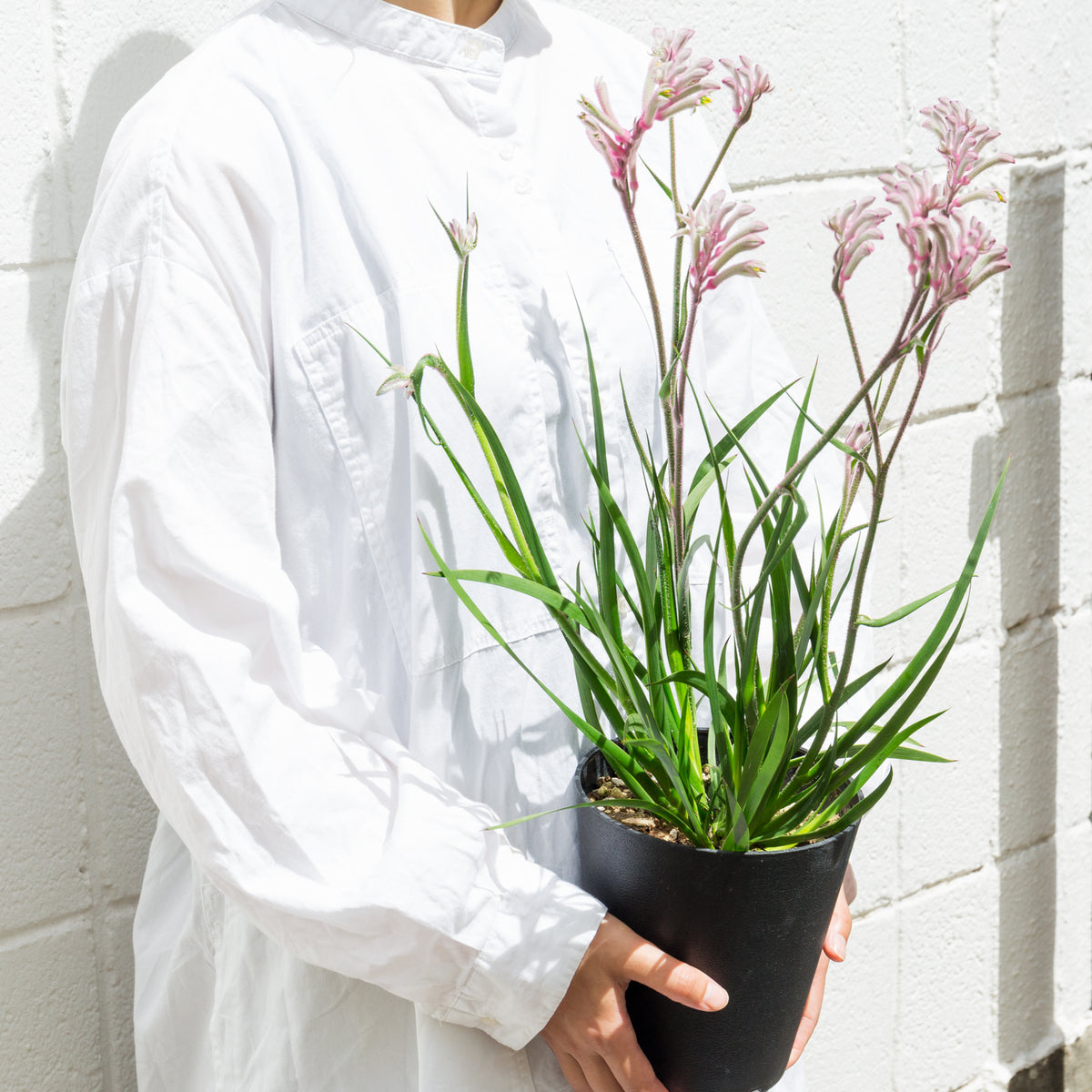 カンガルーポウ ブッシュ・ジェムをオーダーするならFlower&Plants tette │ 「手から手へ、想いを運ぶフラワーショップ」【板橋駅徒歩4分】【熟練フローリスト夫婦が運営】【最短2営業日で発送】【24時間365日注文OK】【ギフトは3300円〜】フラワーギフトを手から手へ、想いを込めたブーケやアレンジメントで大切な人に感謝と愛情を。シーンや用途に合わせて選びやすい豊富な種