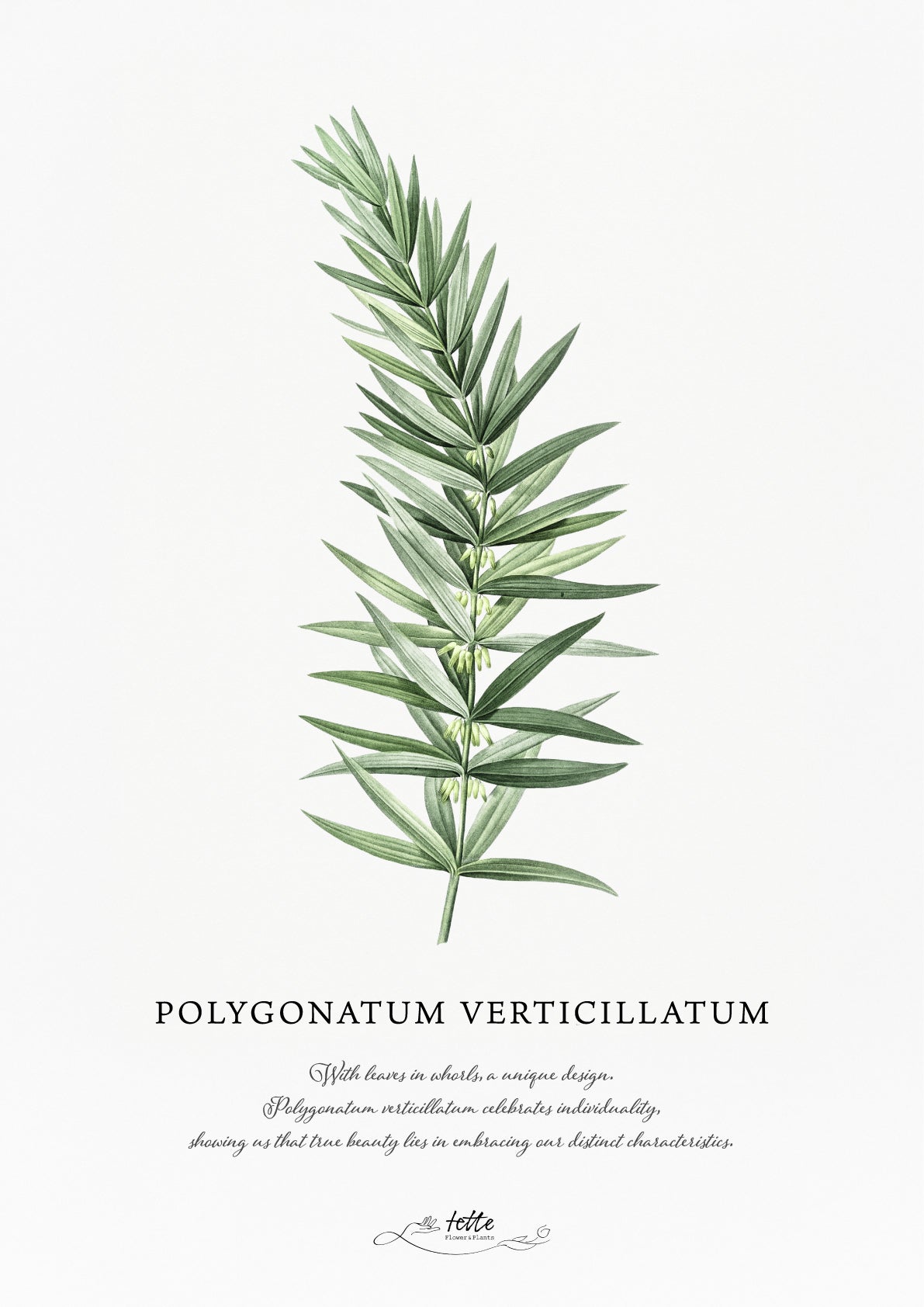 artgraph.コラボポスターをオーダーするならFlower&Plants tette │ 「手から手へ、想いを運ぶフラワーショップ」【板橋駅徒歩4分】【熟練フローリスト夫婦が運営】【最短2営業日で発送】【24時間365日注文OK】【ギフトは3300円〜】フラワーギフトを手から手へ、想いを込めたブーケやアレンジメントで大切な人に感謝と愛情を。シーンや用途に合わせて選びやすい豊富な種