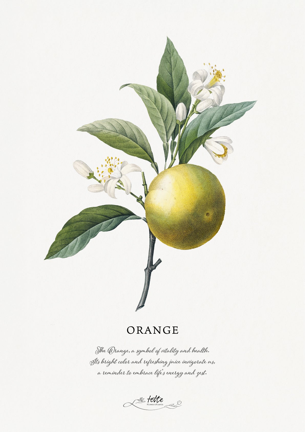 artgraph.コラボポスターをオーダーするならFlower&Plants tette │ 「手から手へ、想いを運ぶフラワーショップ」【板橋駅徒歩4分】【熟練フローリスト夫婦が運営】【最短2営業日で発送】【24時間365日注文OK】【ギフトは3300円〜】フラワーギフトを手から手へ、想いを込めたブーケやアレンジメントで大切な人に感謝と愛情を。シーンや用途に合わせて選びやすい豊富な種