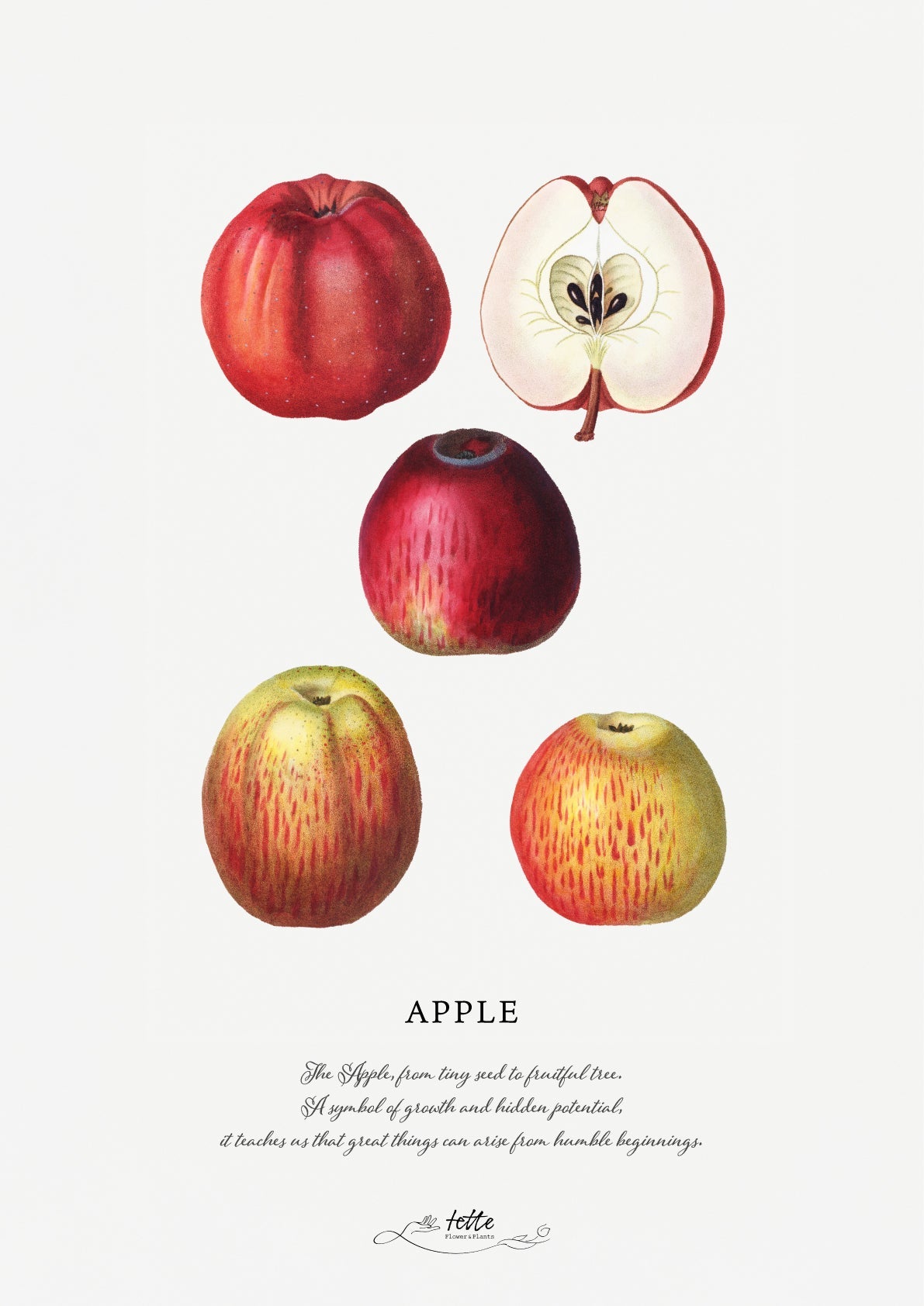 artgraph.コラボポスターをオーダーするならFlower&Plants tette │ 「手から手へ、想いを運ぶフラワーショップ」【板橋駅徒歩4分】【熟練フローリスト夫婦が運営】【最短2営業日で発送】【24時間365日注文OK】【ギフトは3300円〜】フラワーギフトを手から手へ、想いを込めたブーケやアレンジメントで大切な人に感謝と愛情を。シーンや用途に合わせて選びやすい豊富な種