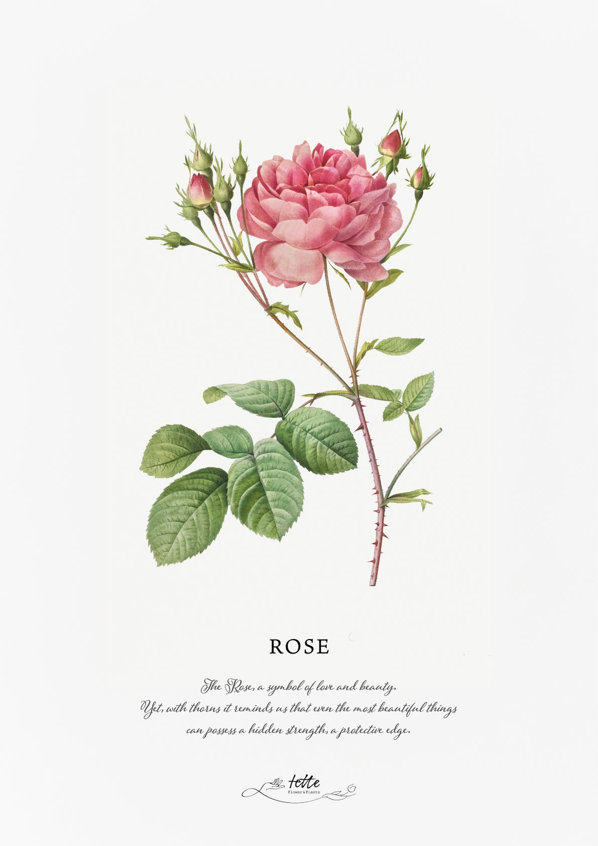 artgraph.コラボポスターをオーダーするならFlower&Plants tette │ 「手から手へ、想いを運ぶフラワーショップ」【板橋駅徒歩4分】【熟練フローリスト夫婦が運営】【最短2営業日で発送】【24時間365日注文OK】【ギフトは3300円〜】フラワーギフトを手から手へ、想いを込めたブーケやアレンジメントで大切な人に感謝と愛情を。シーンや用途に合わせて選びやすい豊富な種