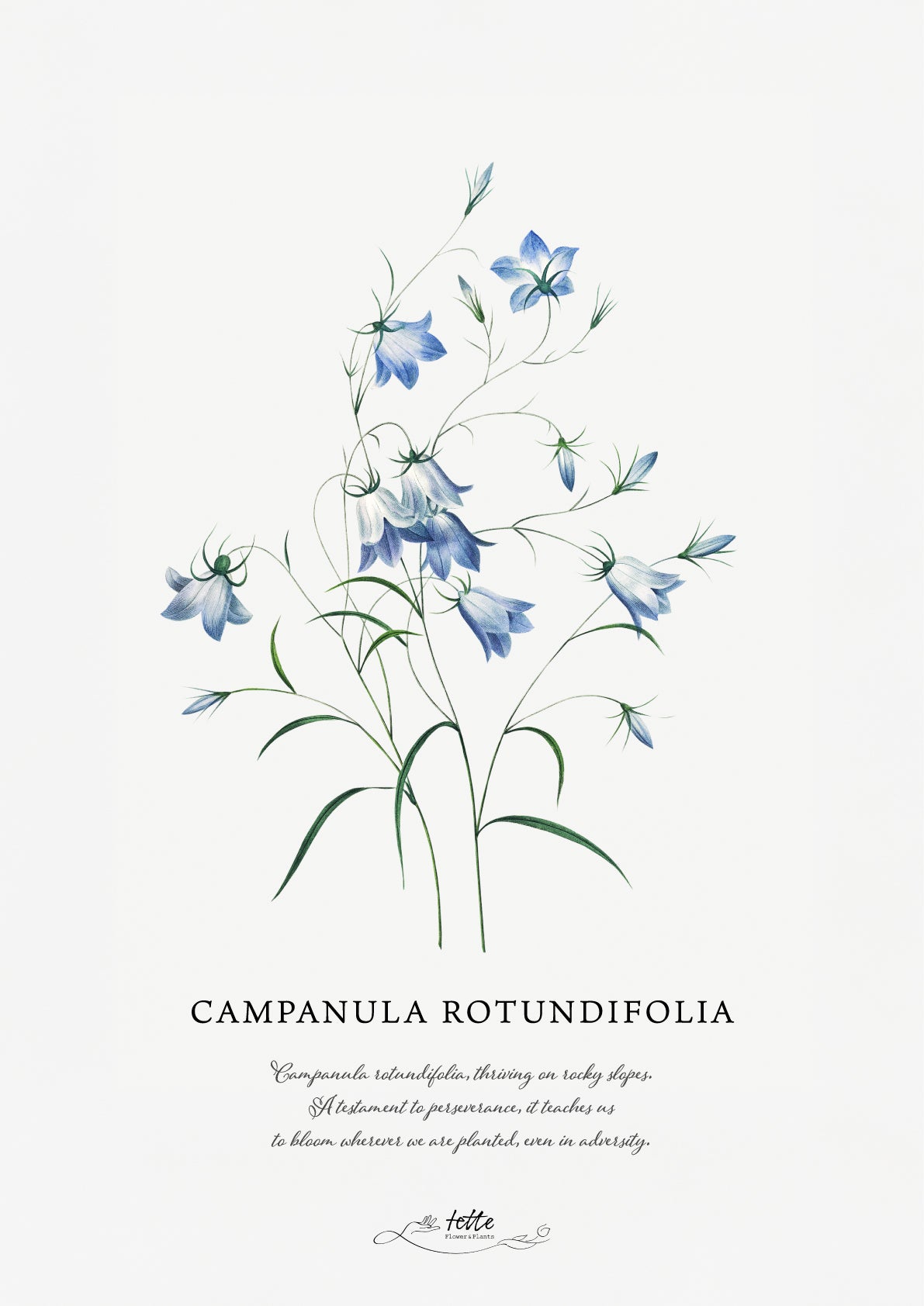 artgraph.コラボポスターをオーダーするならFlower&Plants tette │ 「手から手へ、想いを運ぶフラワーショップ」【板橋駅徒歩4分】【熟練フローリスト夫婦が運営】【最短2営業日で発送】【24時間365日注文OK】【ギフトは3300円〜】フラワーギフトを手から手へ、想いを込めたブーケやアレンジメントで大切な人に感謝と愛情を。シーンや用途に合わせて選びやすい豊富な種