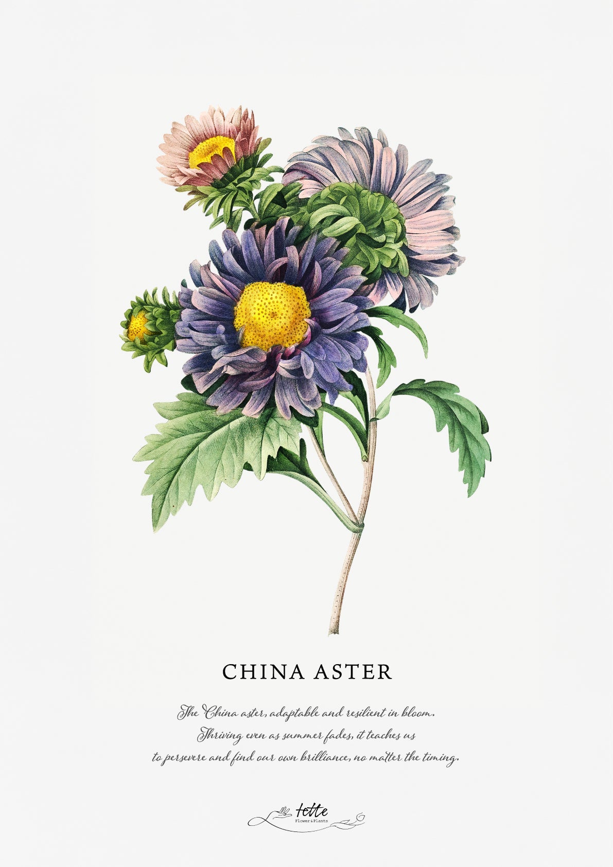 artgraph.コラボポスターをオーダーするならFlower&Plants tette │ 「手から手へ、想いを運ぶフラワーショップ」【板橋駅徒歩4分】【熟練フローリスト夫婦が運営】【最短2営業日で発送】【24時間365日注文OK】【ギフトは3300円〜】フラワーギフトを手から手へ、想いを込めたブーケやアレンジメントで大切な人に感謝と愛情を。シーンや用途に合わせて選びやすい豊富な種