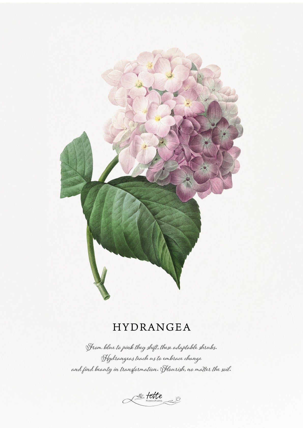 artgraph.コラボポスターをオーダーするならFlower&Plants tette │ 「手から手へ、想いを運ぶフラワーショップ」【板橋駅徒歩4分】【熟練フローリスト夫婦が運営】【最短2営業日で発送】【24時間365日注文OK】【ギフトは3300円〜】フラワーギフトを手から手へ、想いを込めたブーケやアレンジメントで大切な人に感謝と愛情を。シーンや用途に合わせて選びやすい豊富な種