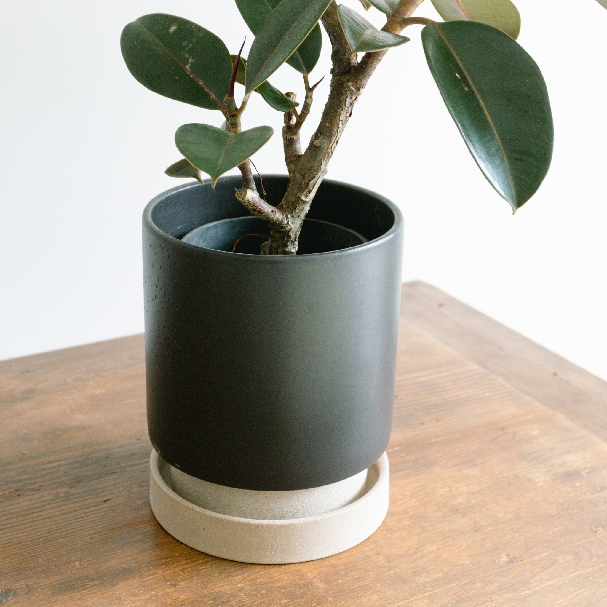 パラドックトールをオーダーするならFlower&Plants tette │ 「手から手へ、想いを運ぶフラワーショップ」【板橋駅徒歩4分】【熟練フローリスト夫婦が運営】【最短2営業日で発送】【24時間365日注文OK】【ギフトは3300円〜】フラワーギフトを手から手へ、想いを込めたブーケやアレンジメントで大切な人に感謝と愛情を。シーンや用途に合わせて選びやすい豊富な種