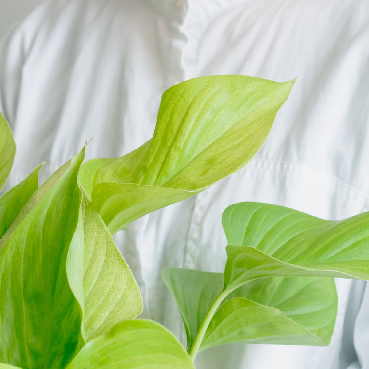 ホマロメナサンシャインジェムをオーダーするならFlower&Plants tette │ 「手から手へ、想いを運ぶフラワーショップ」【板橋駅徒歩4分】【熟練フローリスト夫婦が運営】【最短2営業日で発送】【24時間365日注文OK】【ギフトは3300円〜】フラワーギフトを手から手へ、想いを込めたブーケやアレンジメントで大切な人に感謝と愛情を。シーンや用途に合わせて選びやすい豊富な種