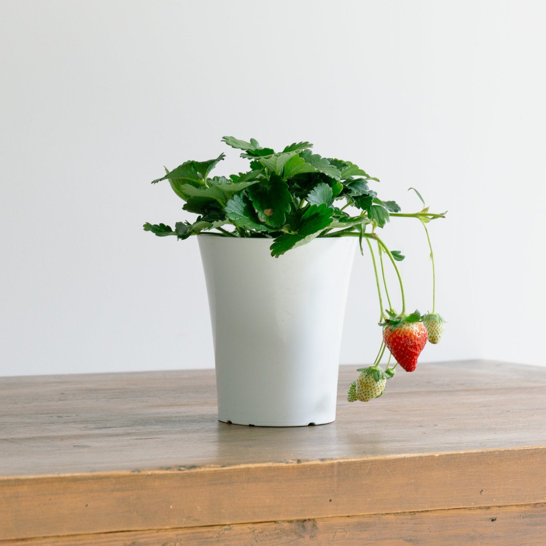 いちご とちおとめをオーダーするならFlower&Plants tette │ 「手から手へ、想いを運ぶフラワーショップ」【板橋駅徒歩4分】【熟練フローリスト夫婦が運営】【最短2営業日で発送】【24時間365日注文OK】【ギフトは3300円〜】フラワーギフトを手から手へ、想いを込めたブーケやアレンジメントで大切な人に感謝と愛情を。シーンや用途に合わせて選びやすい豊富な種