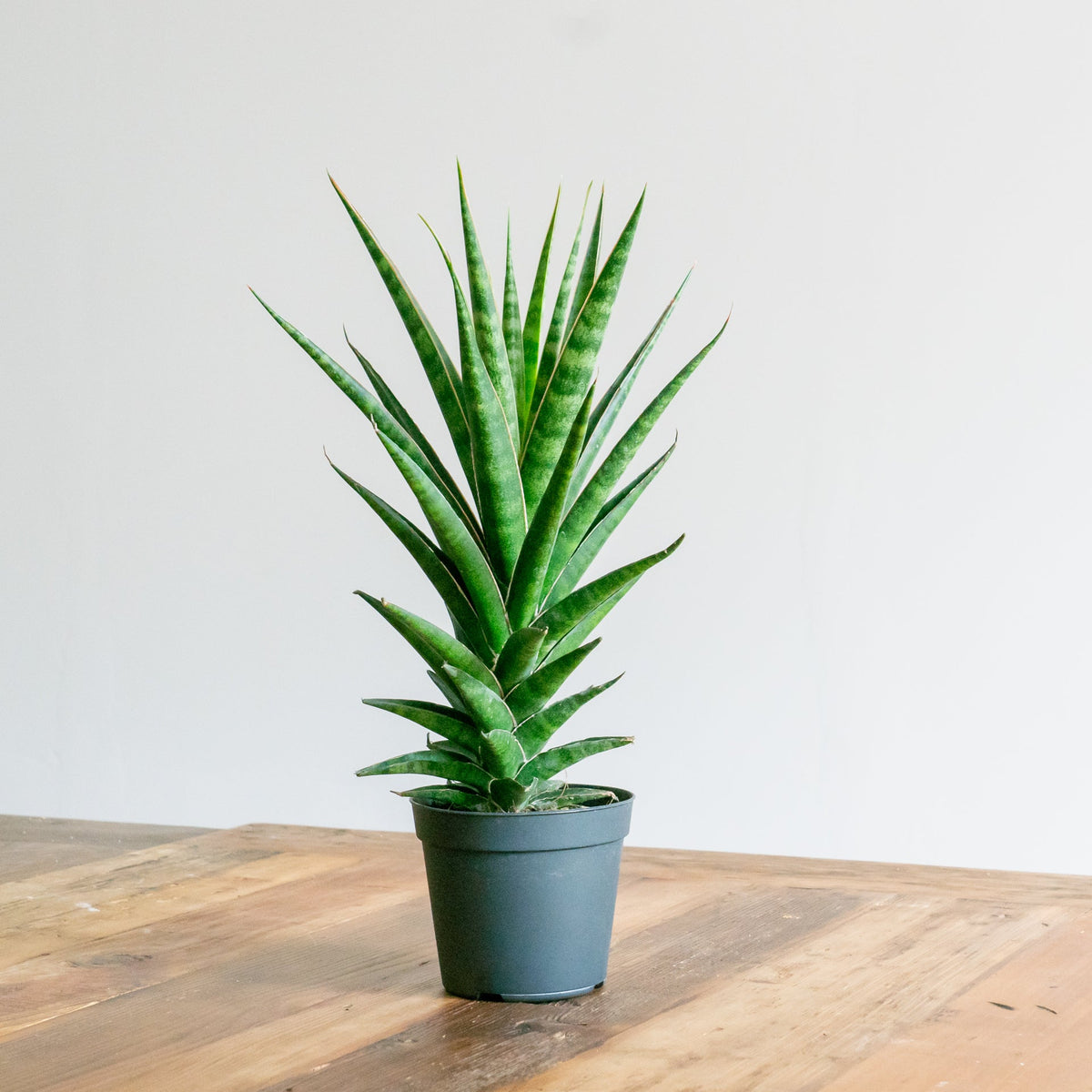 サンスベリア ビースリーをオーダーするならFlower&Plants tette │ 「手から手へ、想いを運ぶフラワーショップ」【板橋駅徒歩4分】【熟練フローリスト夫婦が運営】【最短2営業日で発送】【24時間365日注文OK】【ギフトは3300円〜】フラワーギフトを手から手へ、想いを込めたブーケやアレンジメントで大切な人に感謝と愛情を。シーンや用途に合わせて選びやすい豊富な種