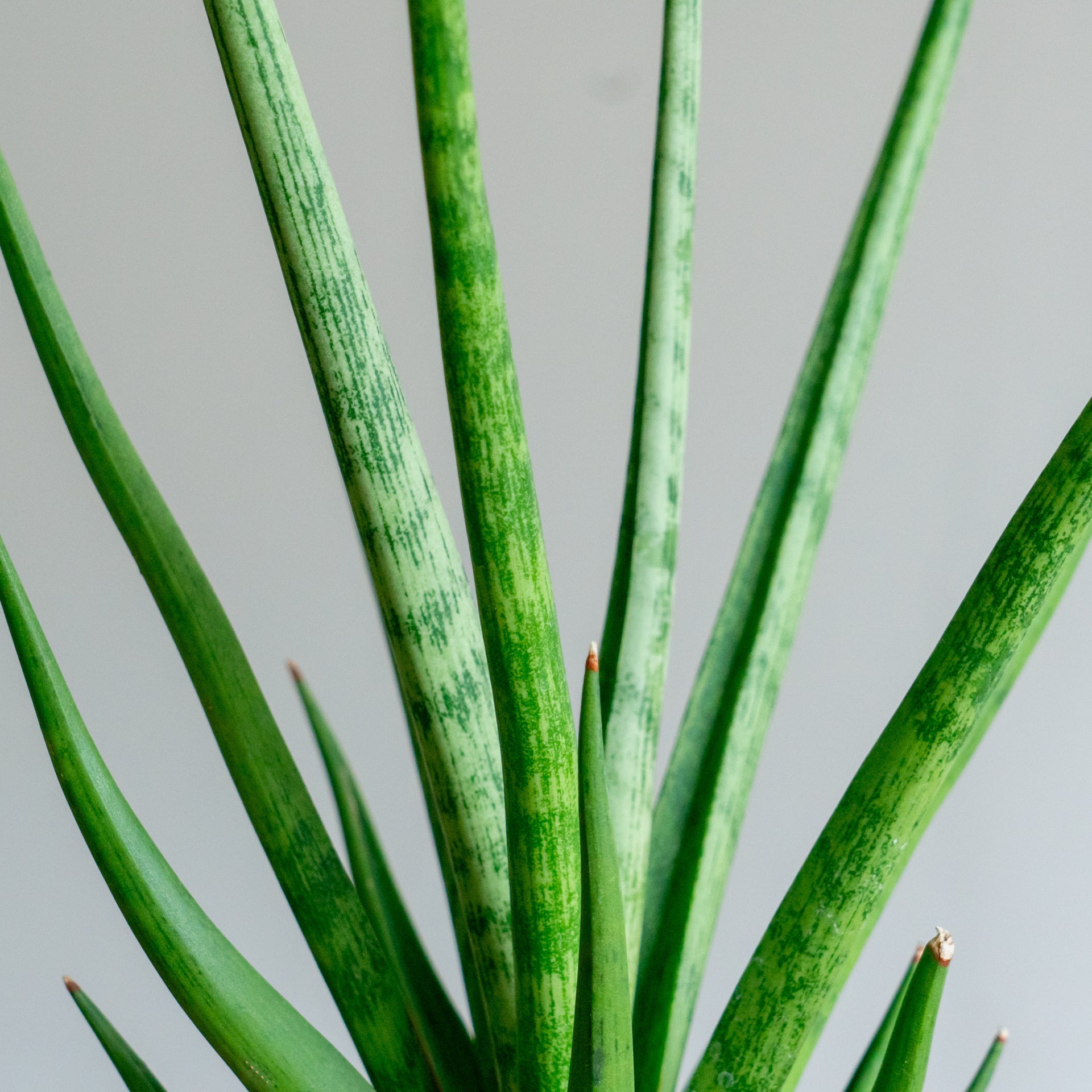 父の日ギフト用 観葉植物をオーダーするならFlower&Plants tette │ 「手から手へ、想いを運ぶフラワーショップ」【板橋駅徒歩4分】【熟練フローリスト夫婦が運営】【最短2営業日で発送】【24時間365日注文OK】【ギフトは3300円〜】フラワーギフトを手から手へ、想いを込めたブーケやアレンジメントで大切な人に感謝と愛情を。シーンや用途に合わせて選びやすい豊富な種