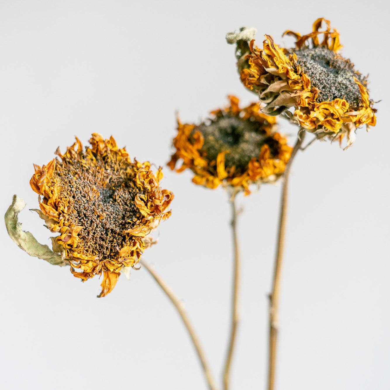 ドライフラワーの定期便をオーダーするならFlower&Plants tette │ 「手から手へ、想いを運ぶフラワーショップ」【板橋駅徒歩4分】【熟練フローリスト夫婦が運営】【最短2営業日で発送】【24時間365日注文OK】【ギフトは3300円〜】フラワーギフトを手から手へ、想いを込めたブーケやアレンジメントで大切な人に感謝と愛情を。シーンや用途に合わせて選びやすい豊富な種