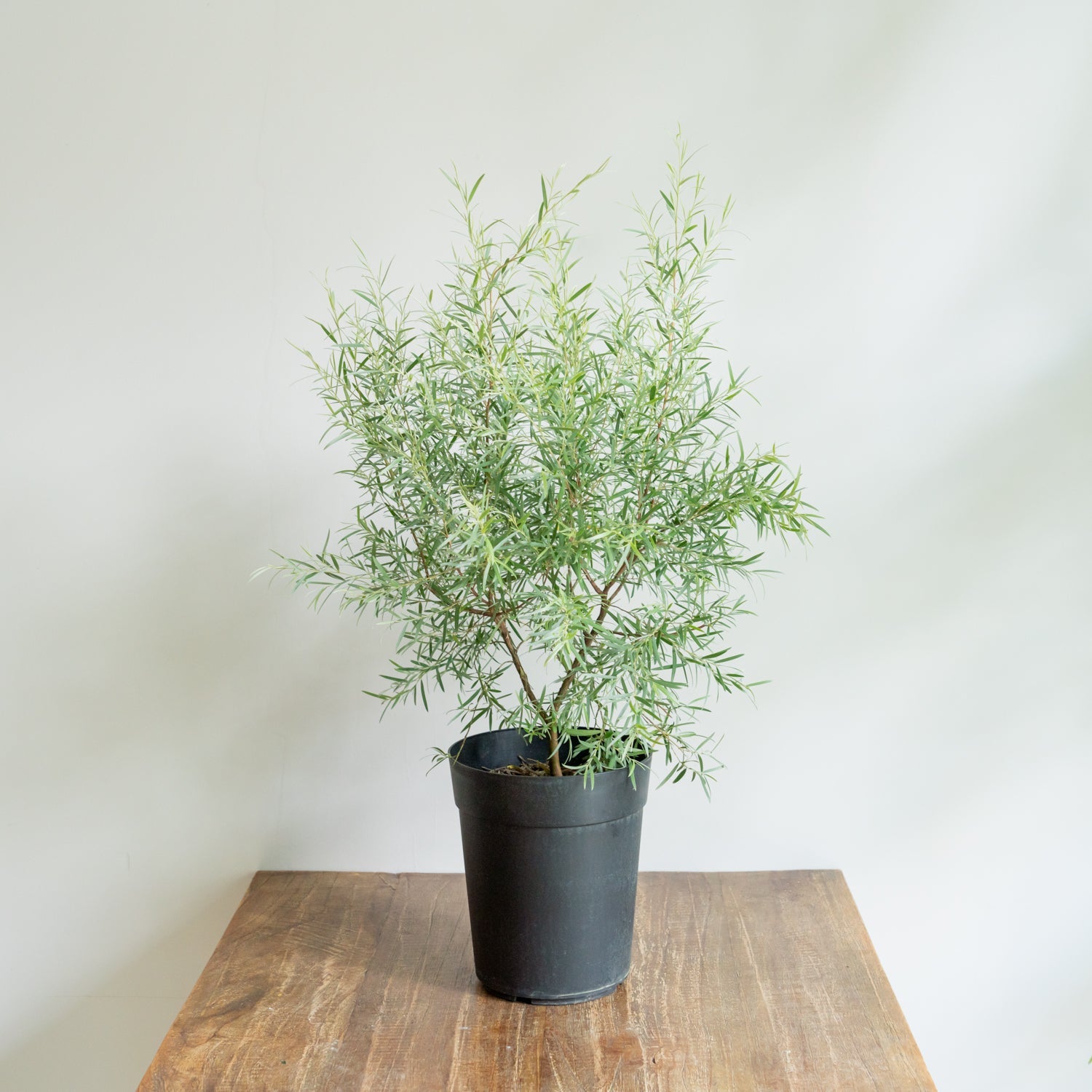 シルバーティーツリーをオーダーするならFlower&Plants tette │ 「手から手へ、想いを運ぶフラワーショップ」【板橋駅徒歩4分】【熟練フローリスト夫婦が運営】【最短2営業日で発送】【24時間365日注文OK】【ギフトは3300円〜】フラワーギフトを手から手へ、想いを込めたブーケやアレンジメントで大切な人に感謝と愛情を。シーンや用途に合わせて選びやすい豊富な種