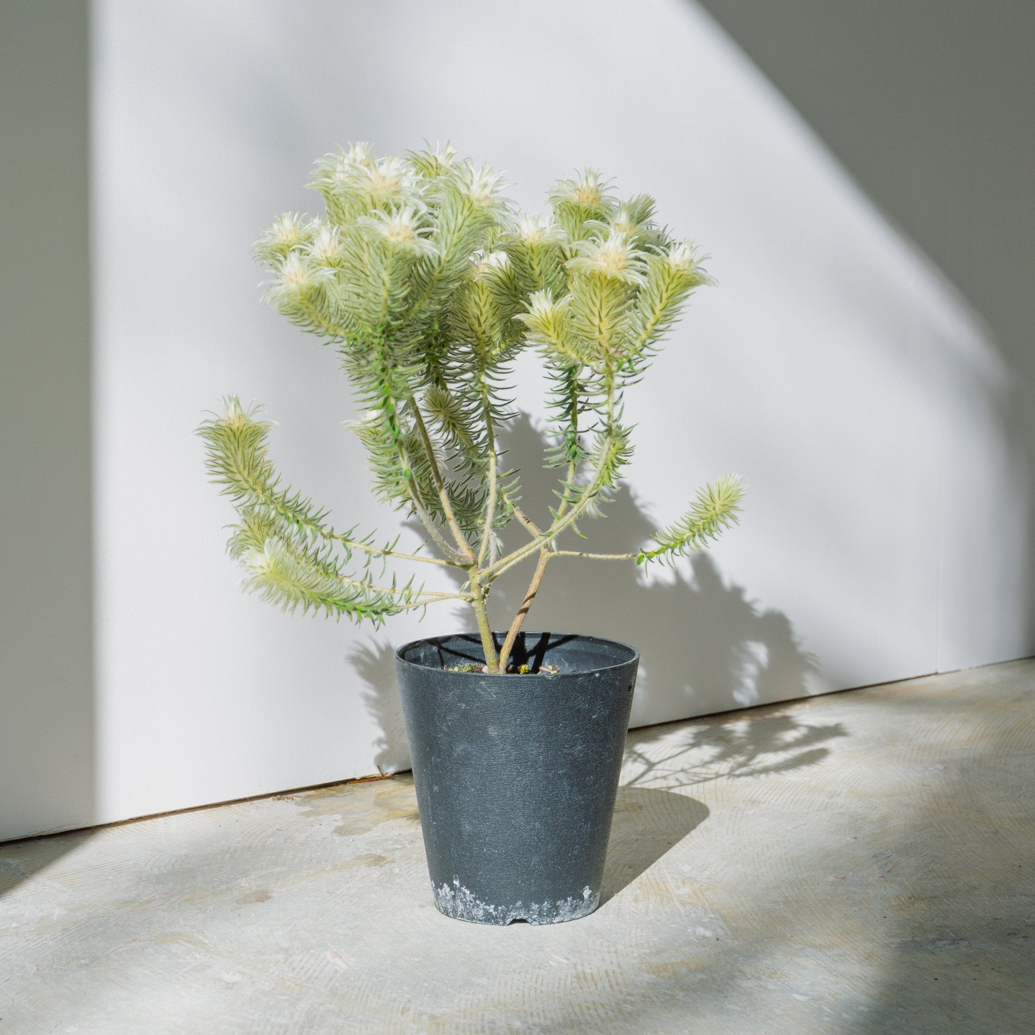 フィリカをオーダーするならFlower&Plants tette │ 「手から手へ、想いを運ぶフラワーショップ」【板橋駅徒歩4分】【熟練フローリスト夫婦が運営】【最短2営業日で発送】【24時間365日注文OK】【ギフトは3300円〜】フラワーギフトを手から手へ、想いを込めたブーケやアレンジメントで大切な人に感謝と愛情を。シーンや用途に合わせて選びやすい豊富な種