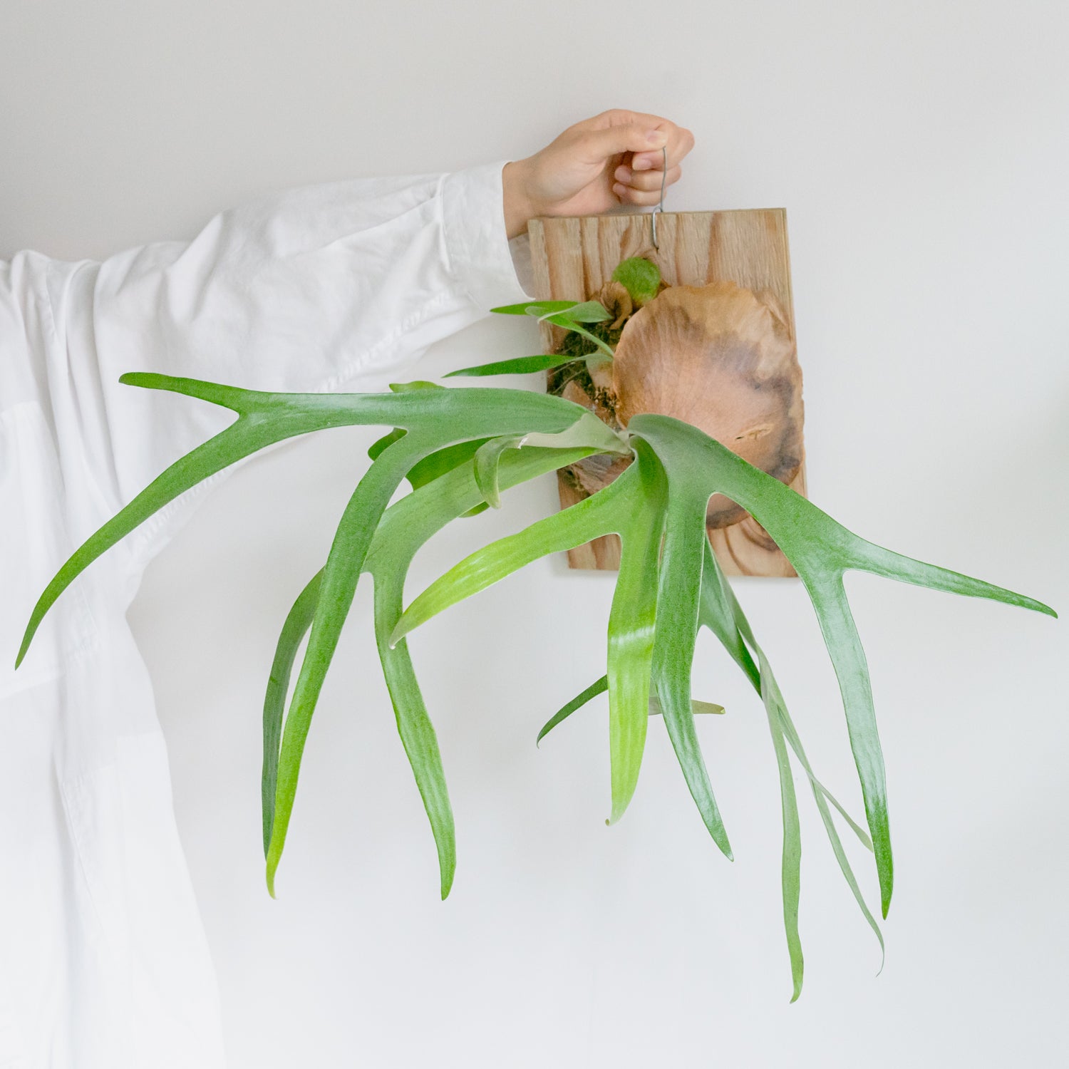 ビカクシダ サウスシーをオーダーするならFlower&Plants tette │ 「手から手へ、想いを運ぶフラワーショップ」【板橋駅徒歩4分】【熟練フローリスト夫婦が運営】【最短2営業日で発送】【24時間365日注文OK】【ギフトは3300円〜】フラワーギフトを手から手へ、想いを込めたブーケやアレンジメントで大切な人に感謝と愛情を。シーンや用途に合わせて選びやすい豊富な種