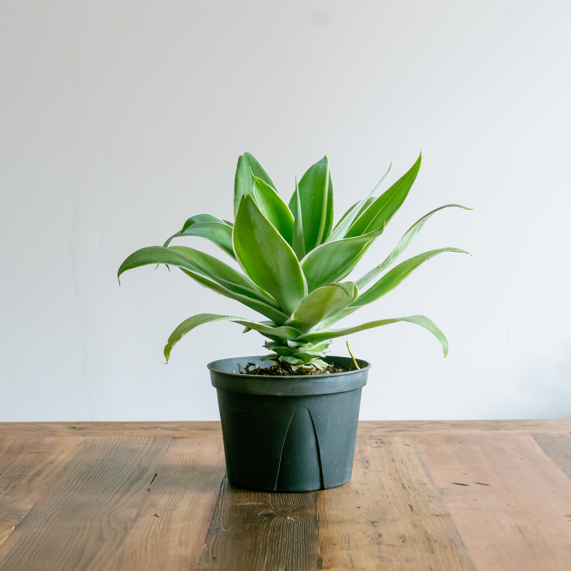 アガベ アテナータをオーダーするならFlower&Plants tette │ 「手から手へ、想いを運ぶフラワーショップ」【板橋駅徒歩4分】【熟練フローリスト夫婦が運営】【最短2営業日で発送】【24時間365日注文OK】【ギフトは3300円〜】フラワーギフトを手から手へ、想いを込めたブーケやアレンジメントで大切な人に感謝と愛情を。シーンや用途に合わせて選びやすい豊富な種