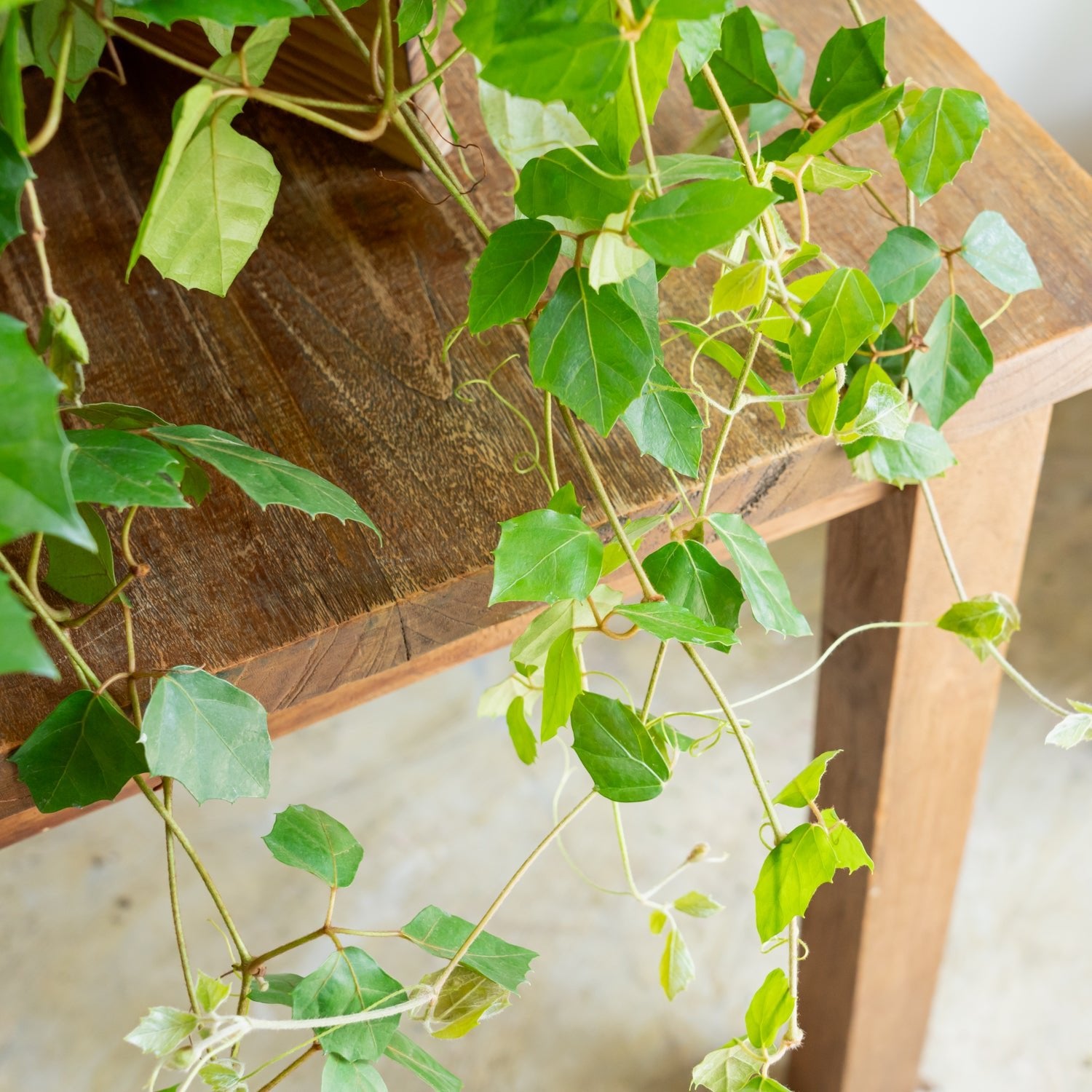 グレープアイビーをオーダーするならFlower&Plants tette │ 「手から手へ、想いを運ぶフラワーショップ」【板橋駅徒歩4分】【熟練フローリスト夫婦が運営】【最短2営業日で発送】【24時間365日注文OK】【ギフトは3300円〜】フラワーギフトを手から手へ、想いを込めたブーケやアレンジメントで大切な人に感謝と愛情を。シーンや用途に合わせて選びやすい豊富な種