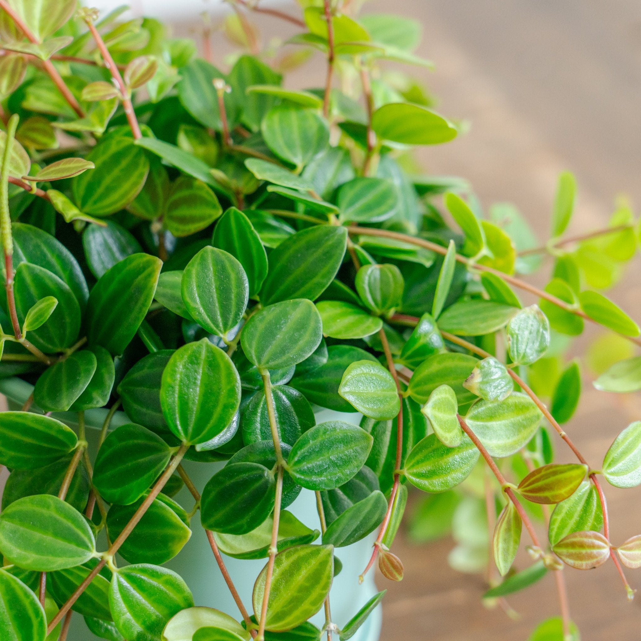 ペペロミア アングラータをオーダーするならFlower&Plants tette │ 「手から手へ、想いを運ぶフラワーショップ」【板橋駅徒歩4分】【熟練フローリスト夫婦が運営】【最短2営業日で発送】【24時間365日注文OK】【ギフトは3300円〜】フラワーギフトを手から手へ、想いを込めたブーケやアレンジメントで大切な人に感謝と愛情を。シーンや用途に合わせて選びやすい豊富な種