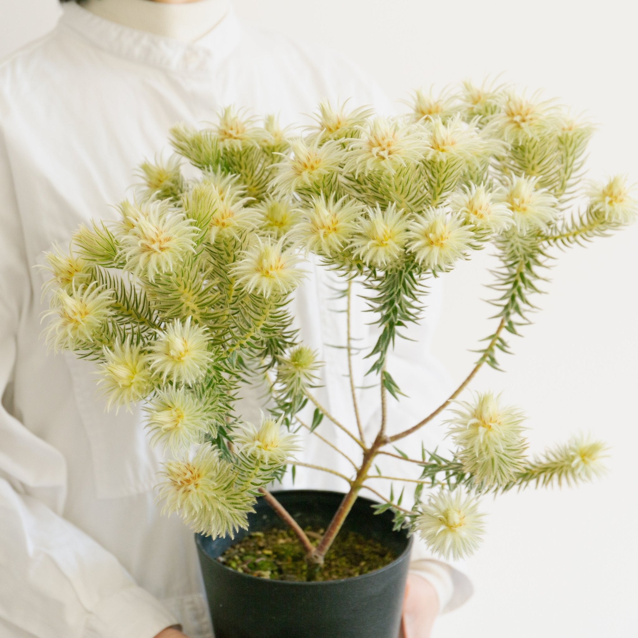 フィリカをオーダーするならFlower&Plants tette │ 「手から手へ、想いを運ぶフラワーショップ」【板橋駅徒歩4分】【熟練フローリスト夫婦が運営】【最短2営業日で発送】【24時間365日注文OK】【ギフトは3300円〜】フラワーギフトを手から手へ、想いを込めたブーケやアレンジメントで大切な人に感謝と愛情を。シーンや用途に合わせて選びやすい豊富な種