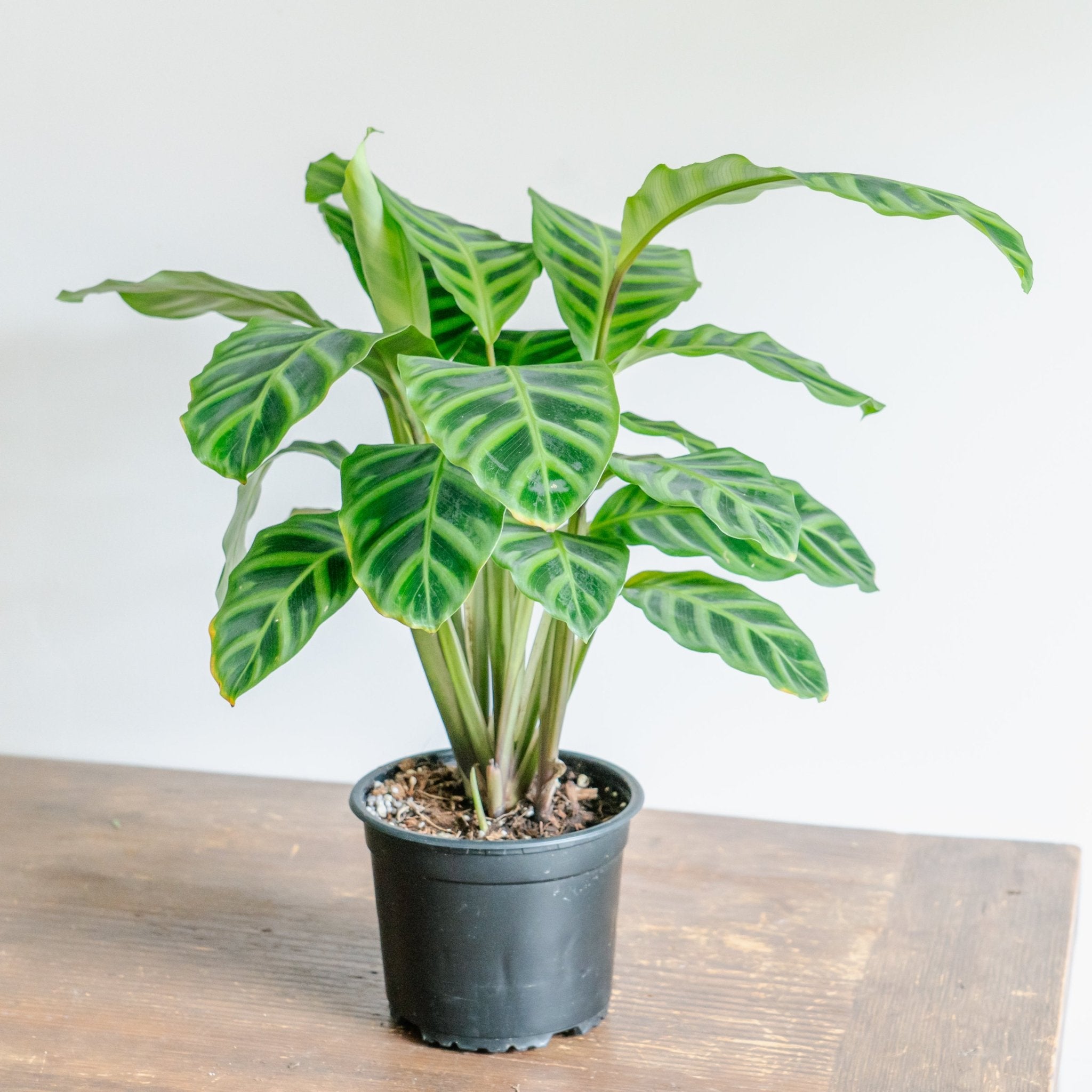 カラテア ゼブリナをオーダーするならFlower&Plants tette │ 「手から手へ、想いを運ぶフラワーショップ」【板橋駅徒歩4分】【熟練フローリスト夫婦が運営】【最短2営業日で発送】【24時間365日注文OK】【ギフトは3300円〜】フラワーギフトを手から手へ、想いを込めたブーケやアレンジメントで大切な人に感謝と愛情を。シーンや用途に合わせて選びやすい豊富な種