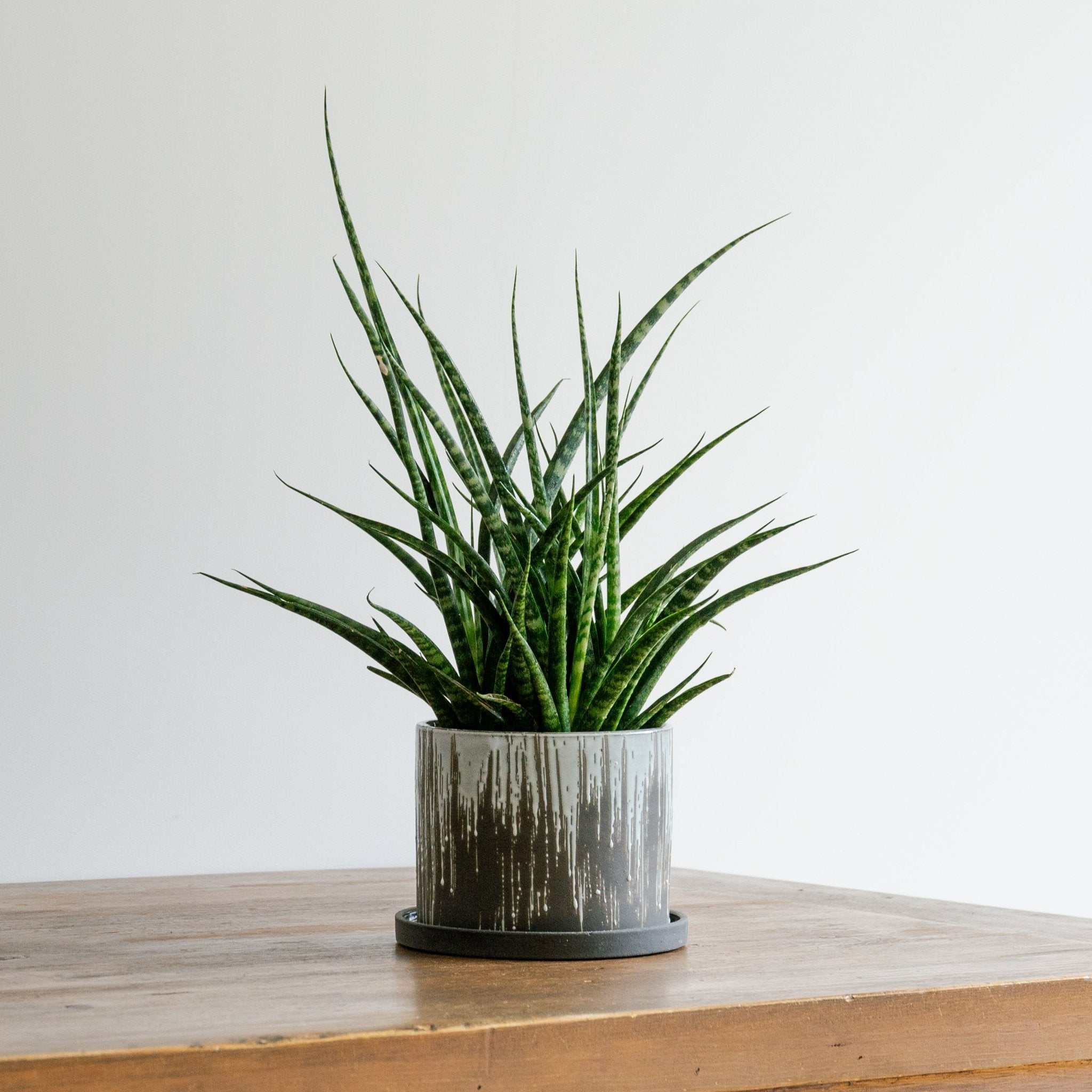 ベイト ラウンドをオーダーするならFlower&Plants tette │ 「手から手へ、想いを運ぶフラワーショップ」【板橋駅徒歩4分】【熟練フローリスト夫婦が運営】【最短2営業日で発送】【24時間365日注文OK】【ギフトは3300円〜】フラワーギフトを手から手へ、想いを込めたブーケやアレンジメントで大切な人に感謝と愛情を。シーンや用途に合わせて選びやすい豊富な種