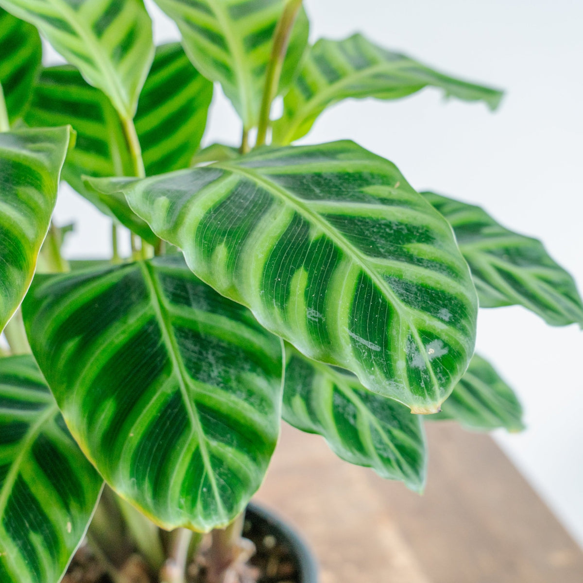 カラテア ゼブリナをオーダーするならFlower&Plants tette │ 「手から手へ、想いを運ぶフラワーショップ」【板橋駅徒歩4分】【熟練フローリスト夫婦が運営】【最短2営業日で発送】【24時間365日注文OK】【ギフトは3300円〜】フラワーギフトを手から手へ、想いを込めたブーケやアレンジメントで大切な人に感謝と愛情を。シーンや用途に合わせて選びやすい豊富な種