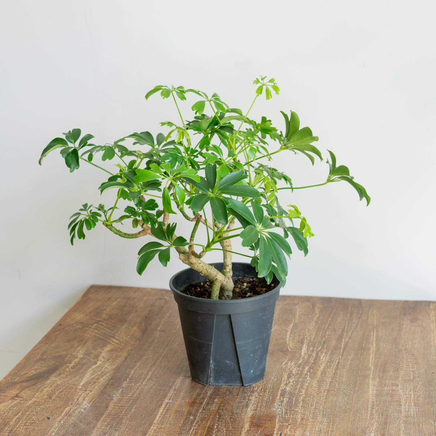 シェフレラ レナータをオーダーするならFlower&Plants tette │ 「手から手へ、想いを運ぶフラワーショップ」【板橋駅徒歩4分】【熟練フローリスト夫婦が運営】【最短2営業日で発送】【24時間365日注文OK】【ギフトは3300円〜】フラワーギフトを手から手へ、想いを込めたブーケやアレンジメントで大切な人に感謝と愛情を。シーンや用途に合わせて選びやすい豊富な種