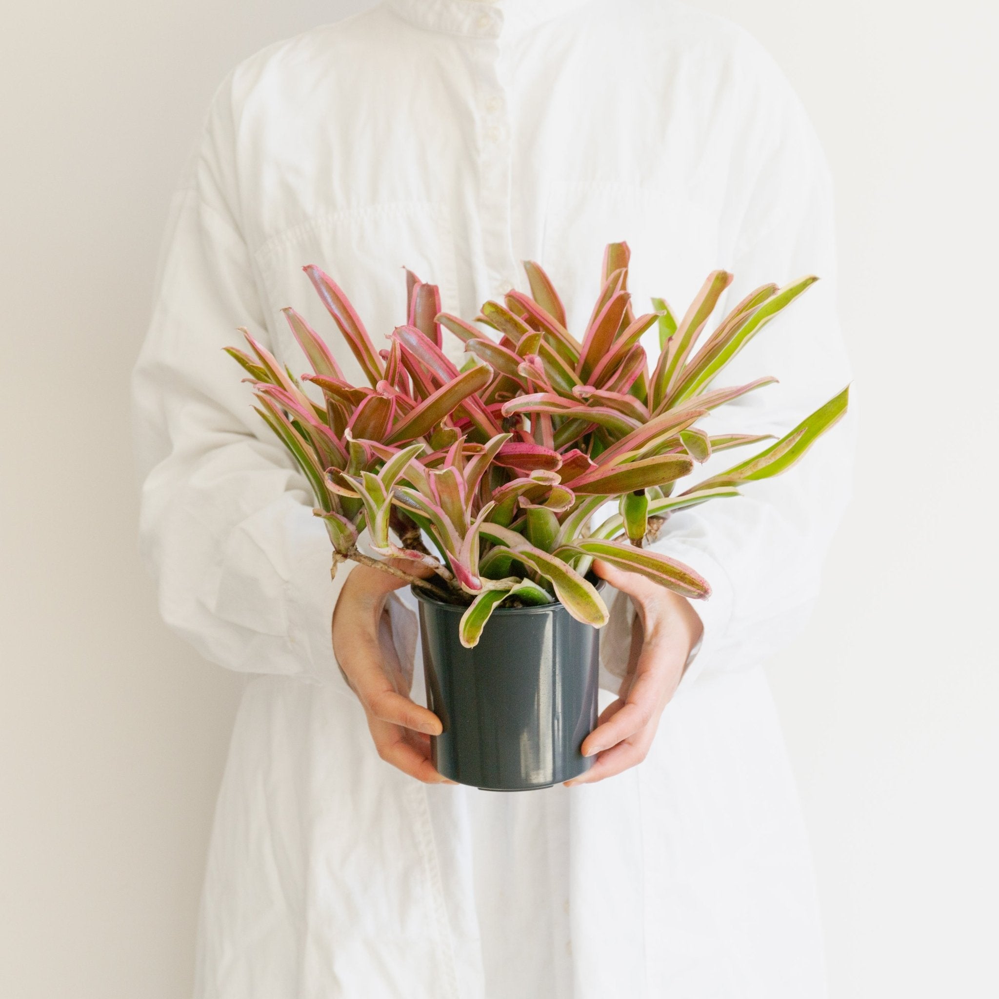 ネオレゲリア・ファイアーボールをオーダーするならFlower&Plants tette │ 「手から手へ、想いを運ぶフラワーショップ」【板橋駅徒歩4分】【熟練フローリスト夫婦が運営】【最短2営業日で発送】【24時間365日注文OK】【ギフトは3300円〜】フラワーギフトを手から手へ、想いを込めたブーケやアレンジメントで大切な人に感謝と愛情を。シーンや用途に合わせて選びやすい豊富な種