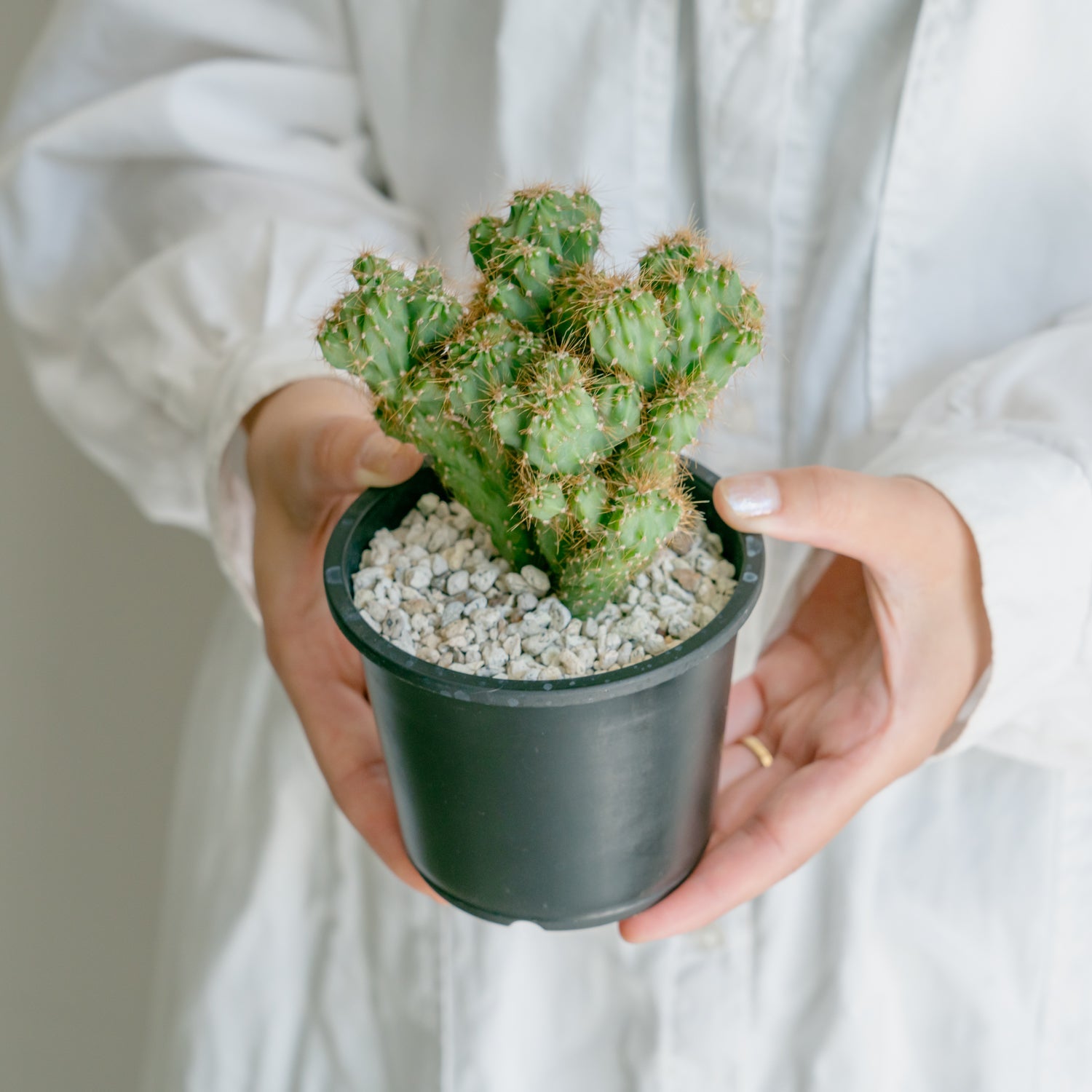 サボテン 金獅子をオーダーするならFlower&Plants tette │ 「手から手へ、想いを運ぶフラワーショップ」【板橋駅徒歩4分】【熟練フローリスト夫婦が運営】【最短2営業日で発送】【24時間365日注文OK】【ギフトは3300円〜】フラワーギフトを手から手へ、想いを込めたブーケやアレンジメントで大切な人に感謝と愛情を。シーンや用途に合わせて選びやすい豊富な種