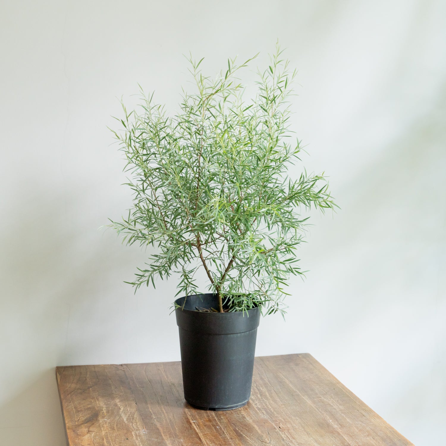 シルバーティーツリーをオーダーするならFlower&Plants tette │ 「手から手へ、想いを運ぶフラワーショップ」【板橋駅徒歩4分】【熟練フローリスト夫婦が運営】【最短2営業日で発送】【24時間365日注文OK】【ギフトは3300円〜】フラワーギフトを手から手へ、想いを込めたブーケやアレンジメントで大切な人に感謝と愛情を。シーンや用途に合わせて選びやすい豊富な種