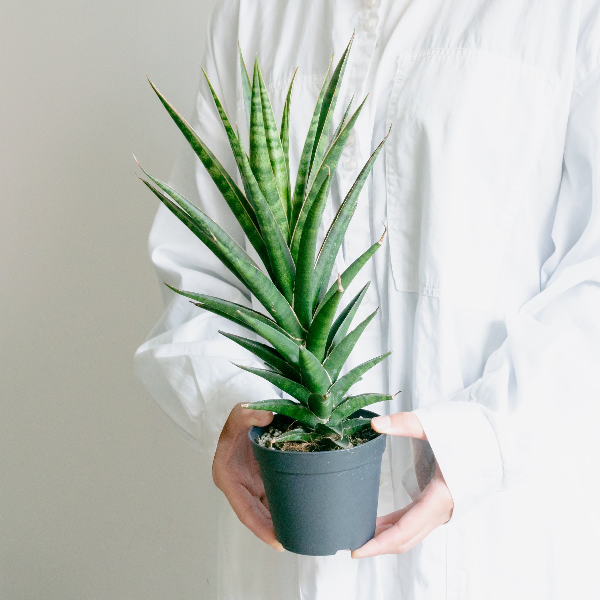 サンスベリア ビースリーをオーダーするならFlower&Plants tette │ 「手から手へ、想いを運ぶフラワーショップ」【板橋駅徒歩4分】【熟練フローリスト夫婦が運営】【最短2営業日で発送】【24時間365日注文OK】【ギフトは3300円〜】フラワーギフトを手から手へ、想いを込めたブーケやアレンジメントで大切な人に感謝と愛情を。シーンや用途に合わせて選びやすい豊富な種