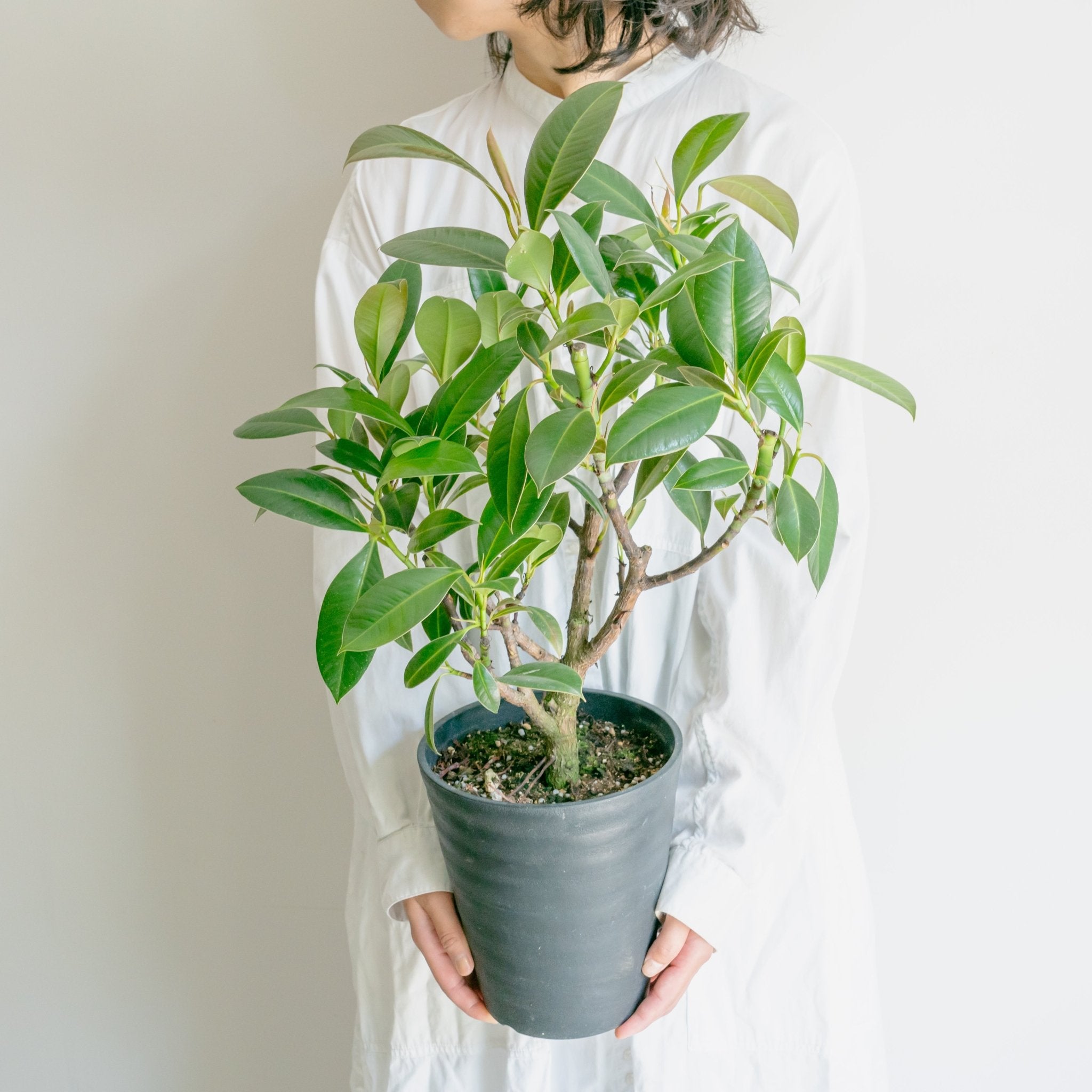 フィカス メラニーをオーダーするならFlower&Plants tette │ 「手から手へ、想いを運ぶフラワーショップ」【板橋駅徒歩4分】【熟練フローリスト夫婦が運営】【最短2営業日で発送】【24時間365日注文OK】【ギフトは3300円〜】フラワーギフトを手から手へ、想いを込めたブーケやアレンジメントで大切な人に感謝と愛情を。シーンや用途に合わせて選びやすい豊富な種