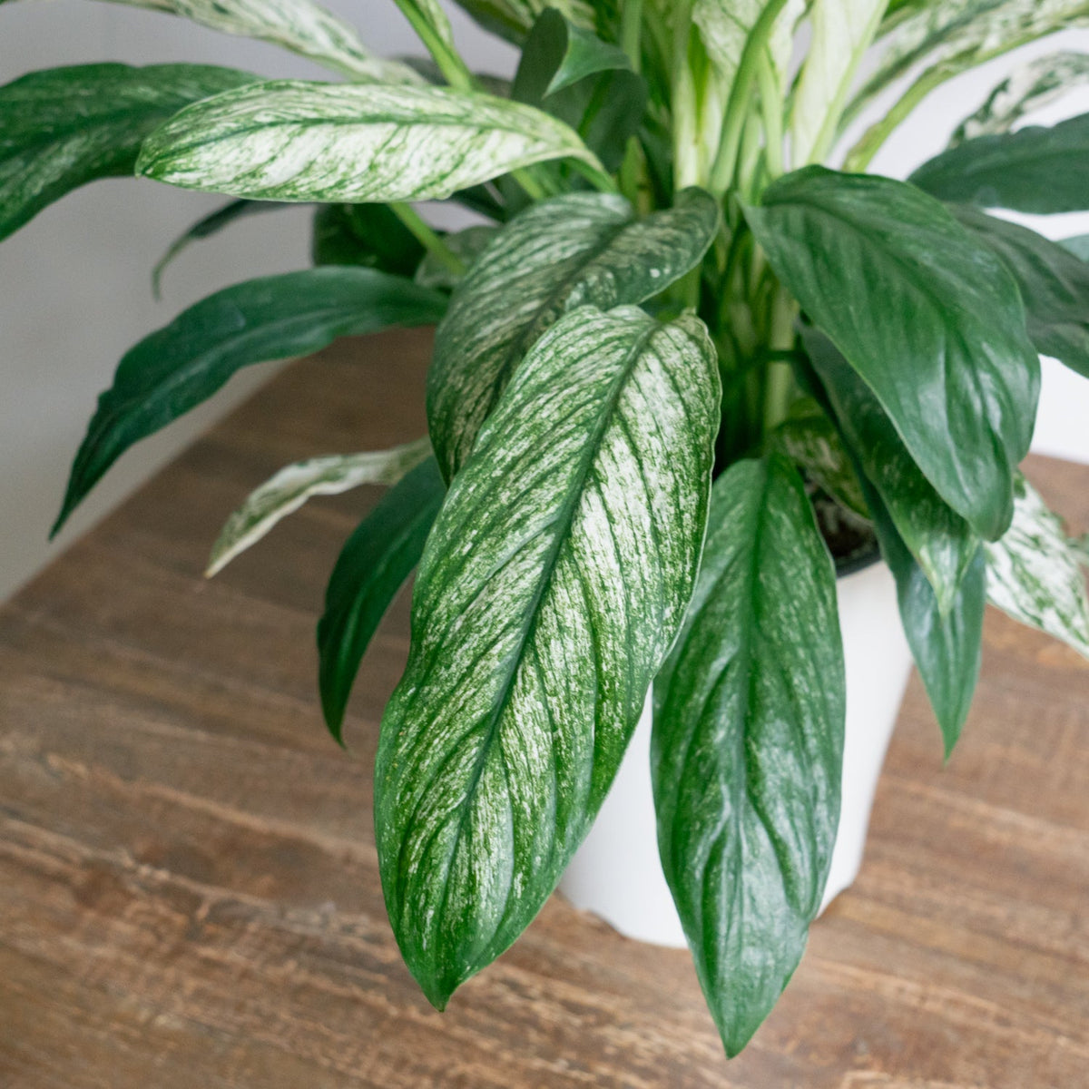 スパティフィラム・センセーション バリエガータをオーダーするならFlower&Plants tette │ 「手から手へ、想いを運ぶフラワーショップ」【板橋駅徒歩4分】【熟練フローリスト夫婦が運営】【最短2営業日で発送】【24時間365日注文OK】【ギフトは3300円〜】フラワーギフトを手から手へ、想いを込めたブーケやアレンジメントで大切な人に感謝と愛情を。シーンや用途に合わせて選びやすい豊富な種