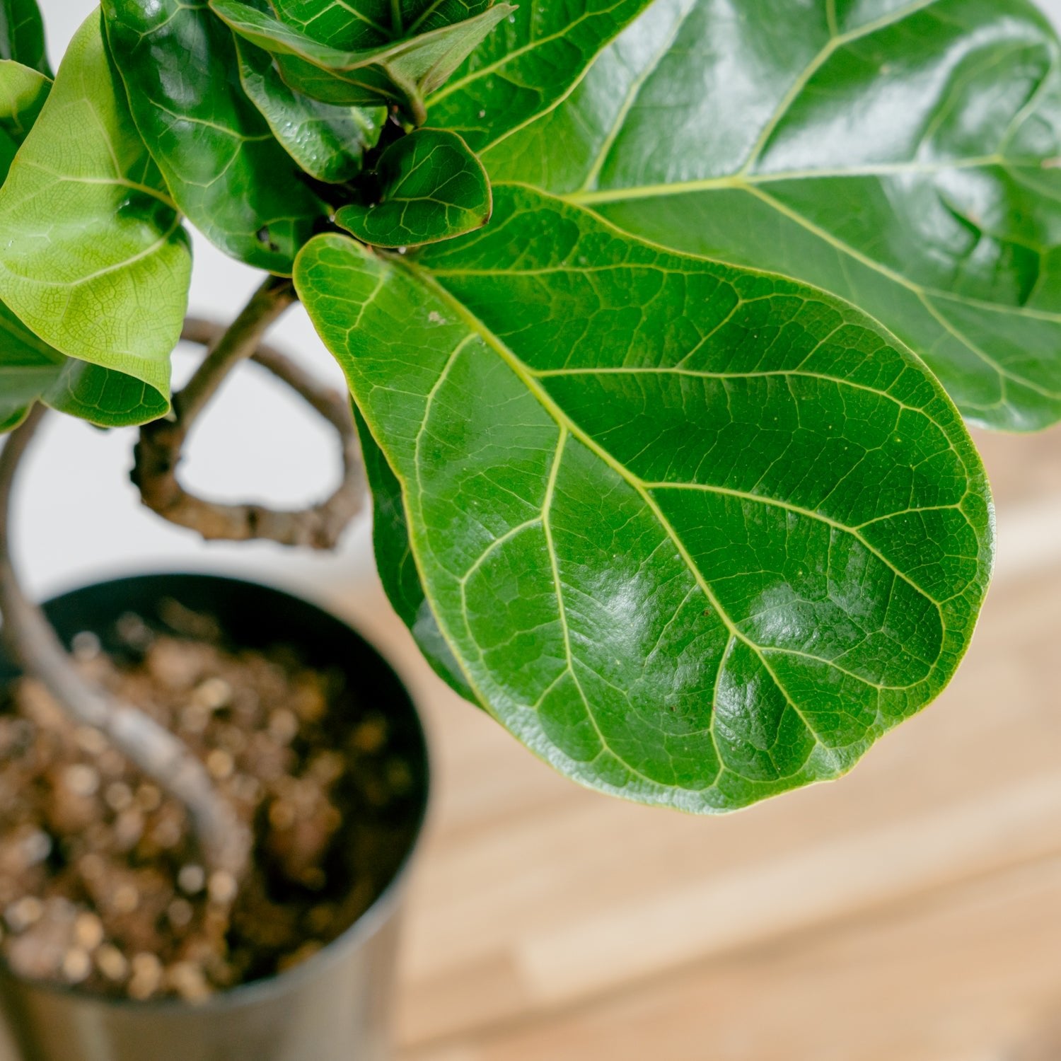 フィカス バンビーノをオーダーするならFlower&Plants tette │ 「手から手へ、想いを運ぶフラワーショップ」【板橋駅徒歩4分】【熟練フローリスト夫婦が運営】【最短2営業日で発送】【24時間365日注文OK】【ギフトは3300円〜】フラワーギフトを手から手へ、想いを込めたブーケやアレンジメントで大切な人に感謝と愛情を。シーンや用途に合わせて選びやすい豊富な種