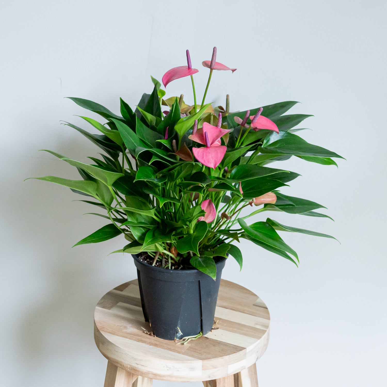 アンスリウム ローズをオーダーするならFlower&Plants tette │ 「手から手へ、想いを運ぶフラワーショップ」【板橋駅徒歩4分】【熟練フローリスト夫婦が運営】【最短2営業日で発送】【24時間365日注文OK】【ギフトは3300円〜】フラワーギフトを手から手へ、想いを込めたブーケやアレンジメントで大切な人に感謝と愛情を。シーンや用途に合わせて選びやすい豊富な種