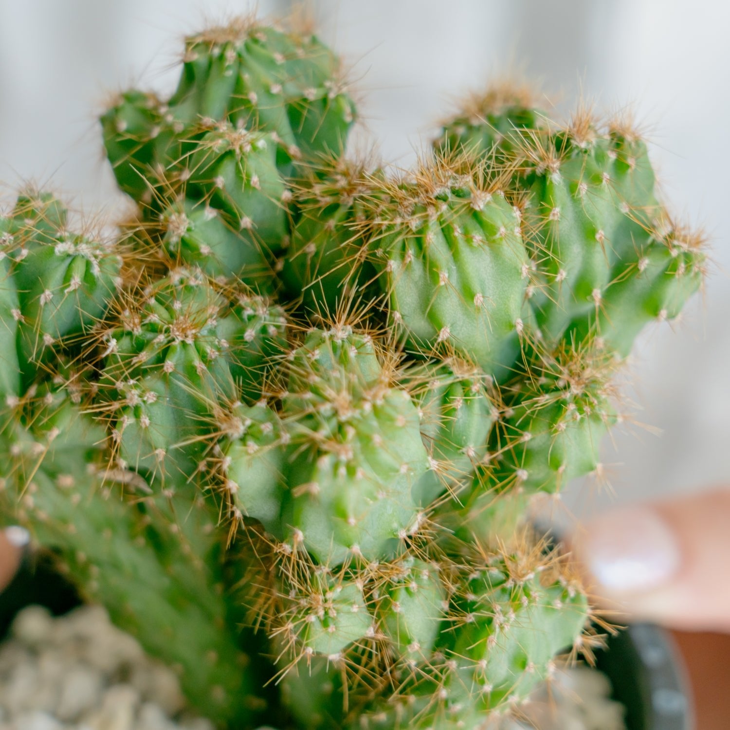 サボテン 金獅子をオーダーするならFlower&Plants tette │ 「手から手へ、想いを運ぶフラワーショップ」【板橋駅徒歩4分】【熟練フローリスト夫婦が運営】【最短2営業日で発送】【24時間365日注文OK】【ギフトは3300円〜】フラワーギフトを手から手へ、想いを込めたブーケやアレンジメントで大切な人に感謝と愛情を。シーンや用途に合わせて選びやすい豊富な種